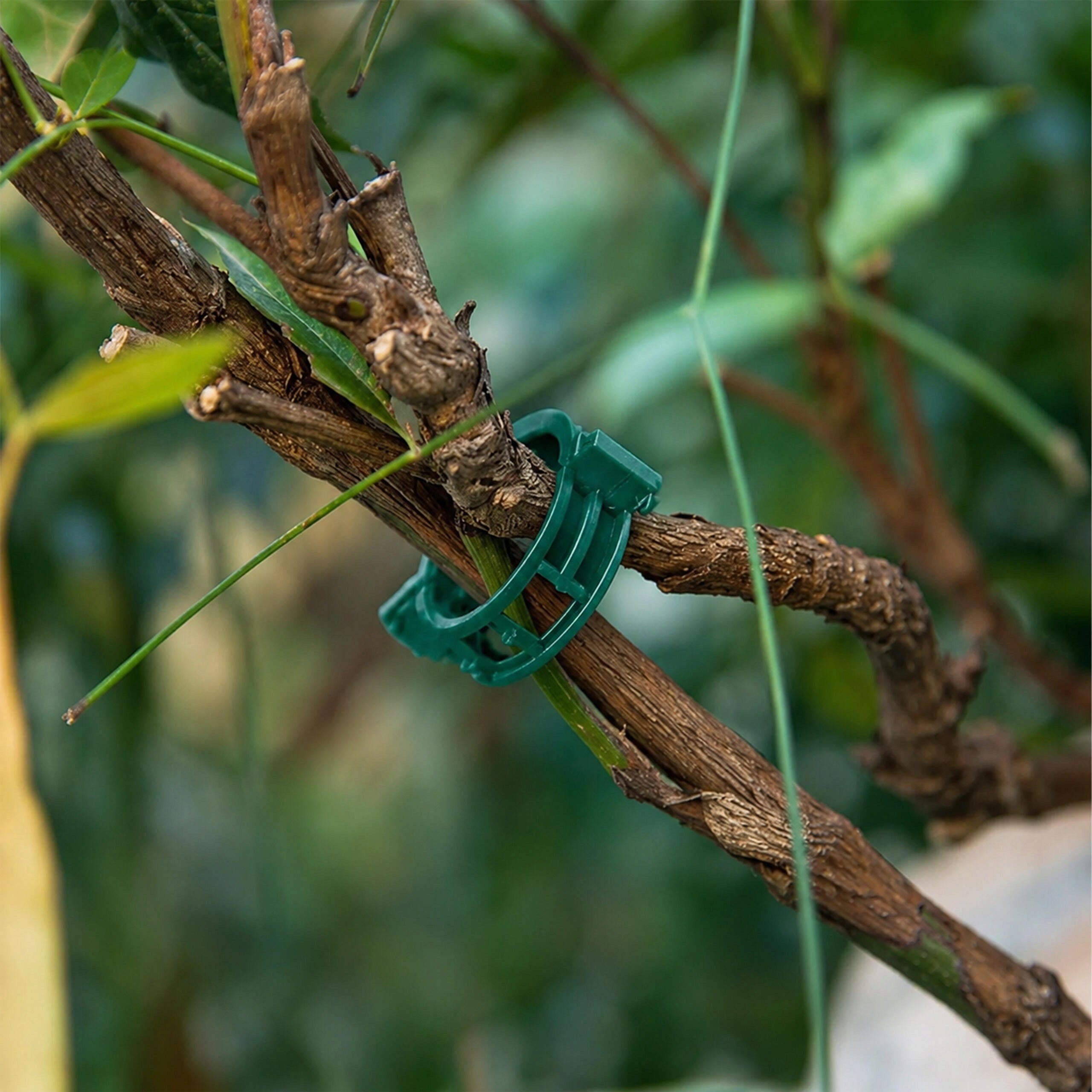 50X CLASPS CLIPS HANDLES FOR ATTACHING TOMATO PLANTS CLIPS TO STEMS EAN (GTIN) 5906301452737