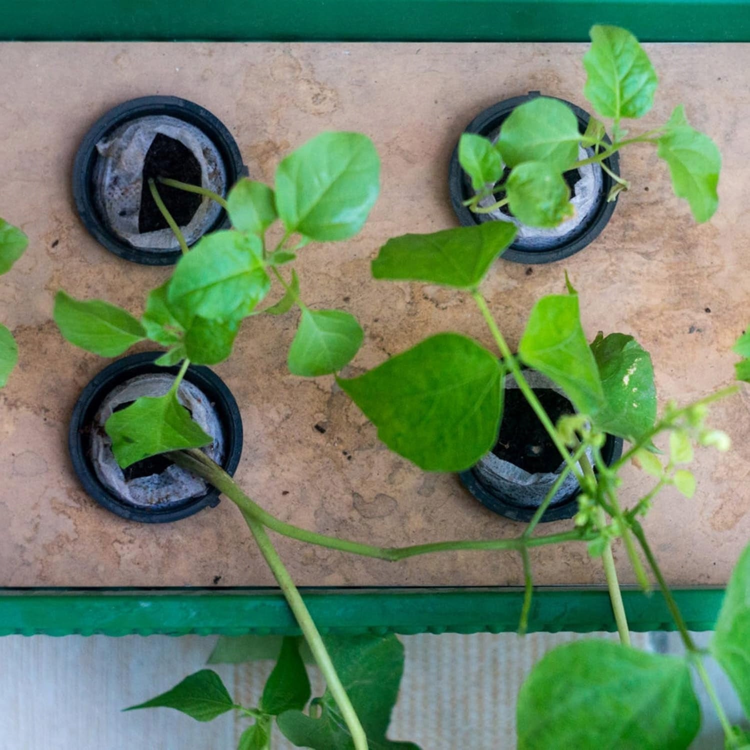 50x MESH POTS HYDROPONICS BASKETS FOR HYDROPONIC SEEDLING CULTIVATION Material synthetic material