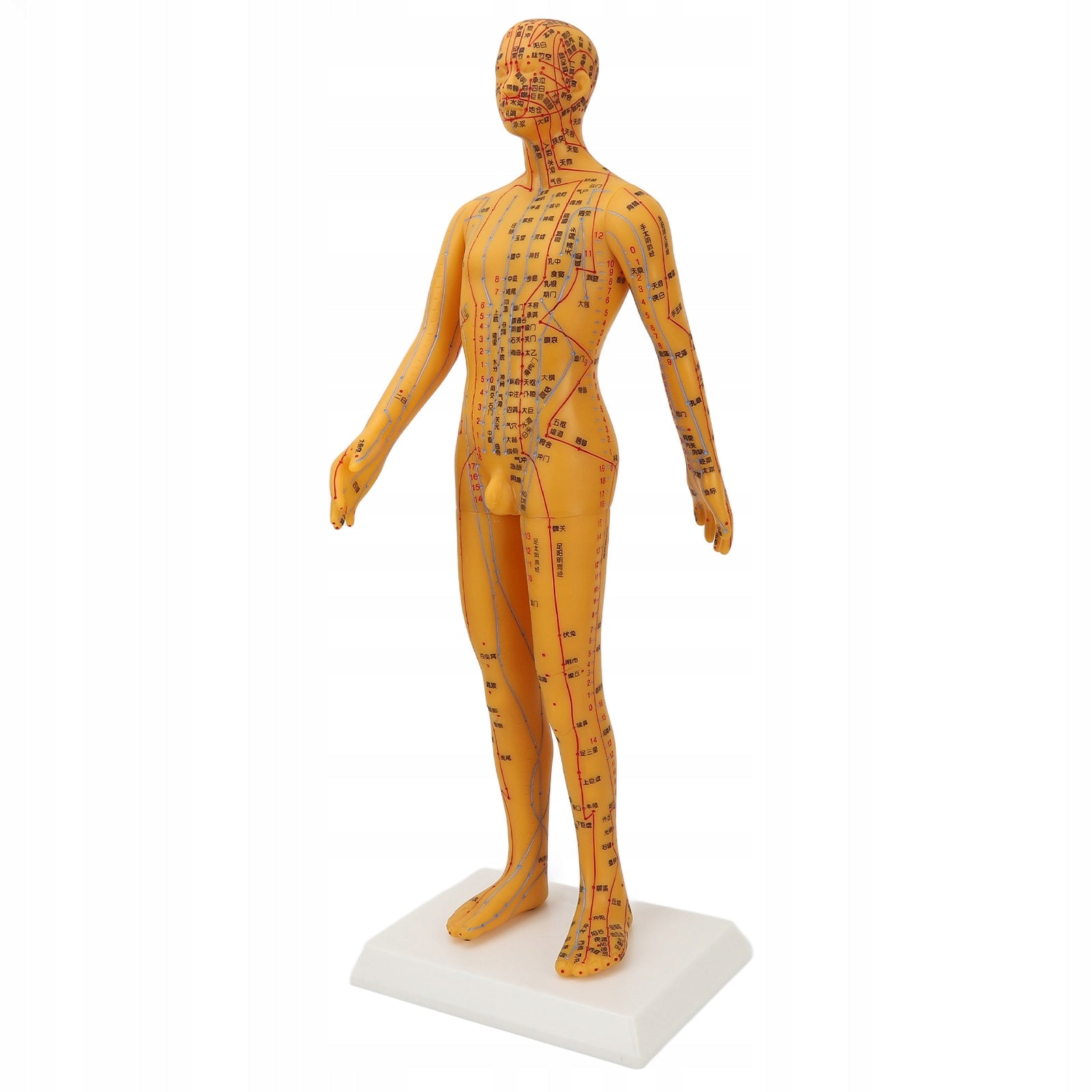 53cm model of human acupuncture ciaa man Brand no brand