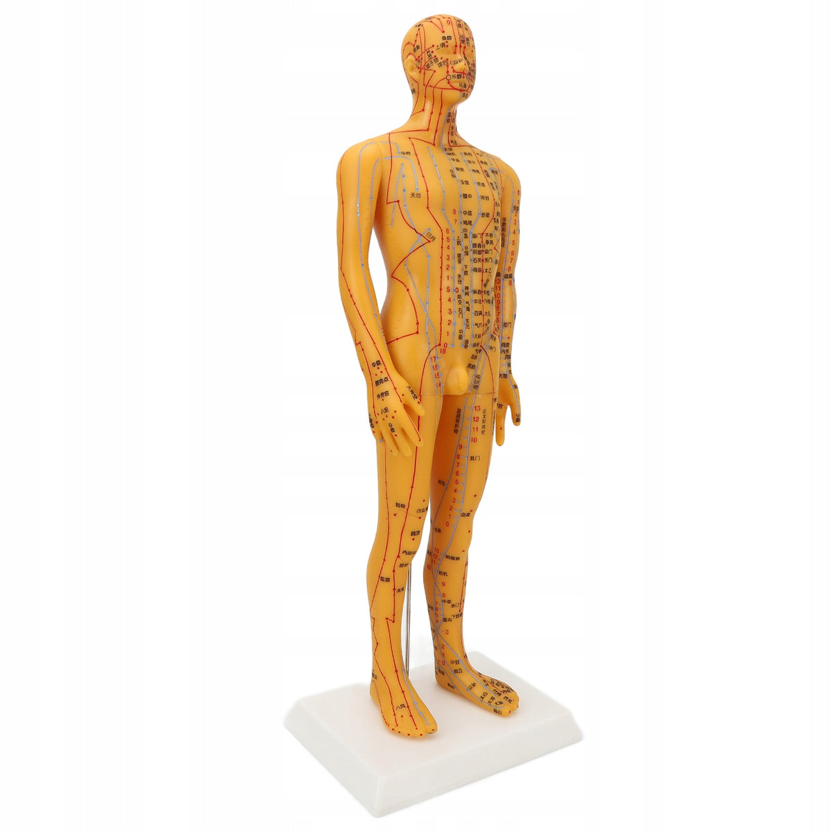 53cm model of human acupuncture ciaa man Manufacturer code VTTD067