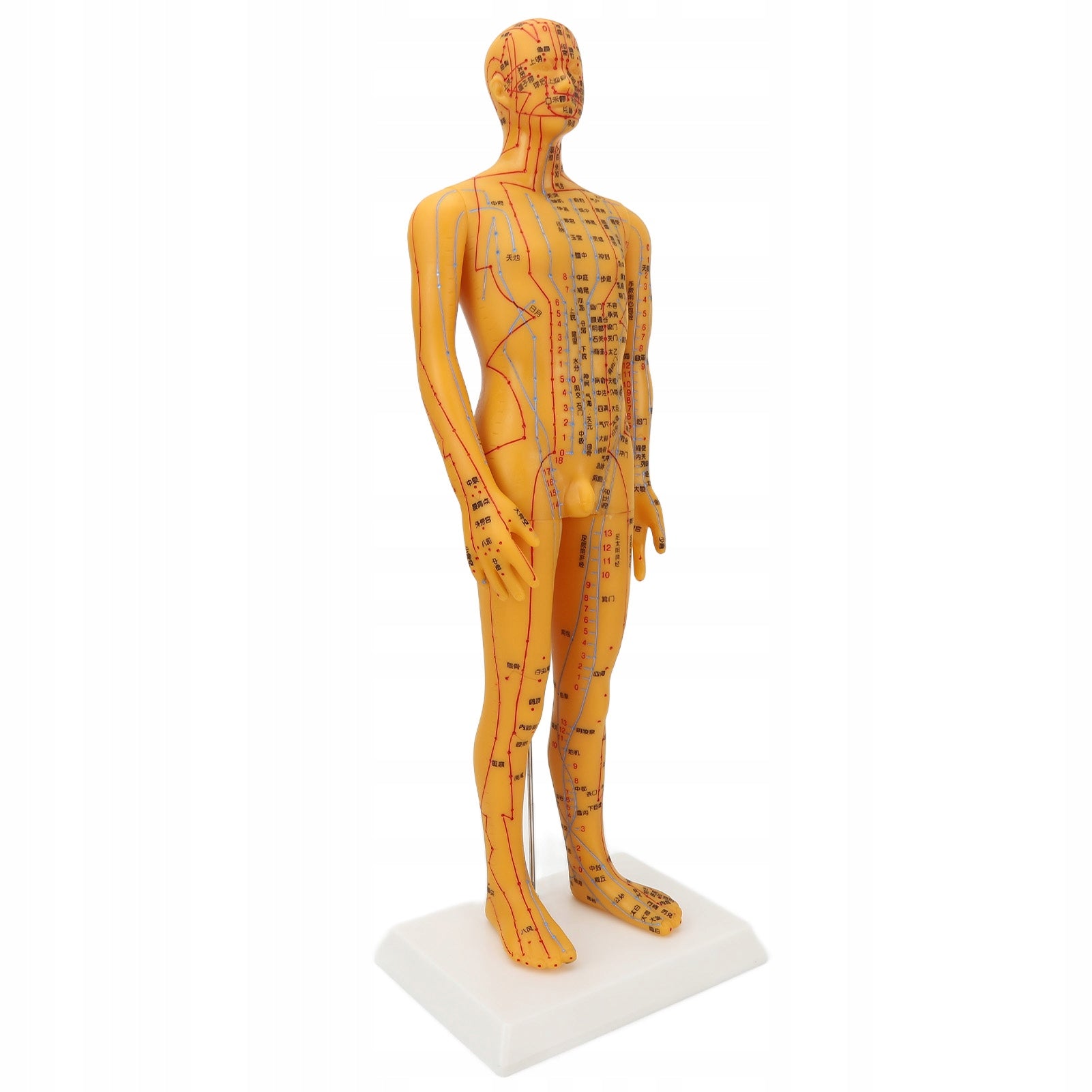 53cm model of human acupuncture ciaa man