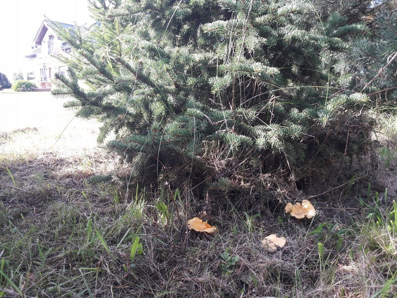Miško grybų micelis, voveraitės (Cantharellus cibarius)