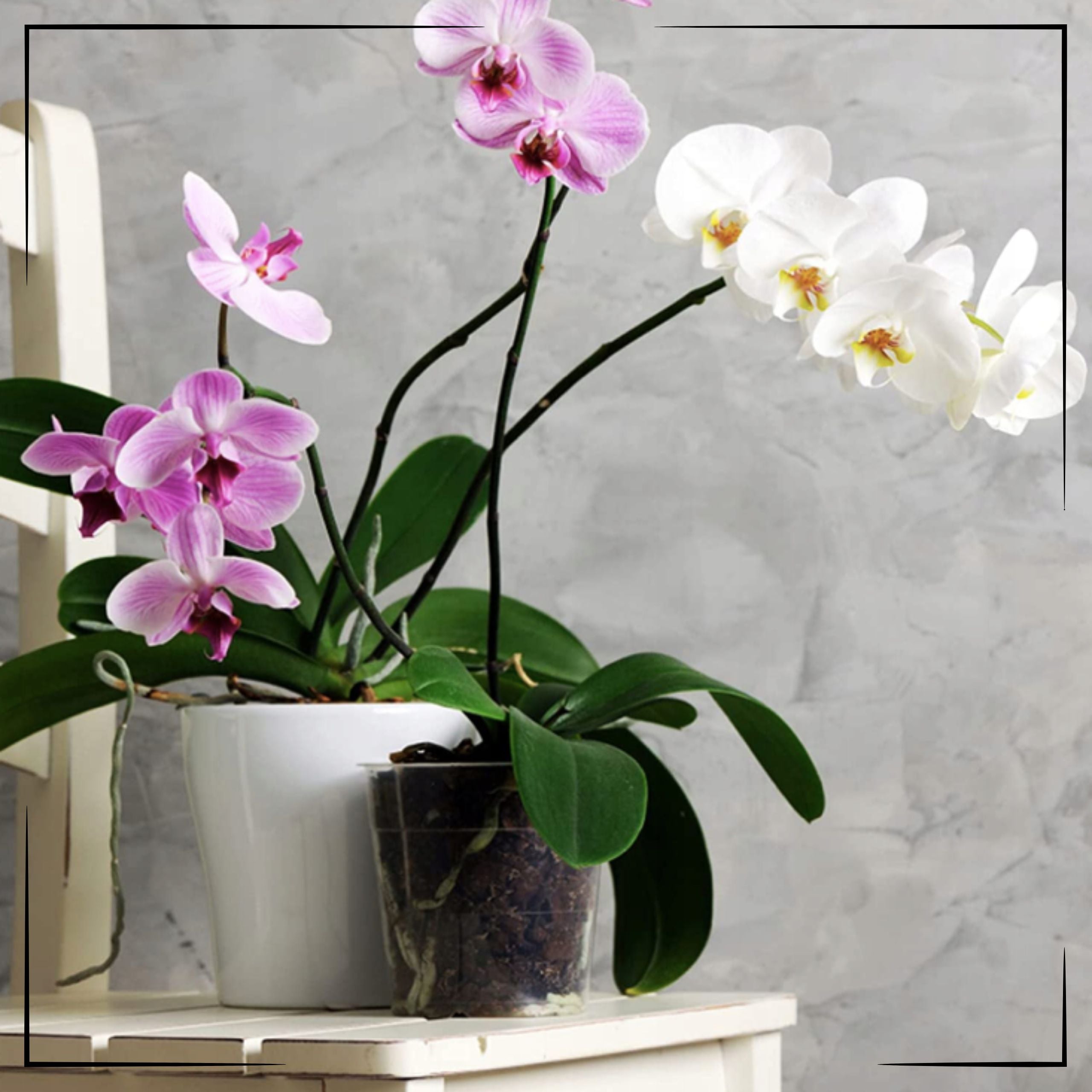 5x Transparent Manufacturing Flower Pot 11,5 cm For Flower Plant Orchids Length 11.5 cm