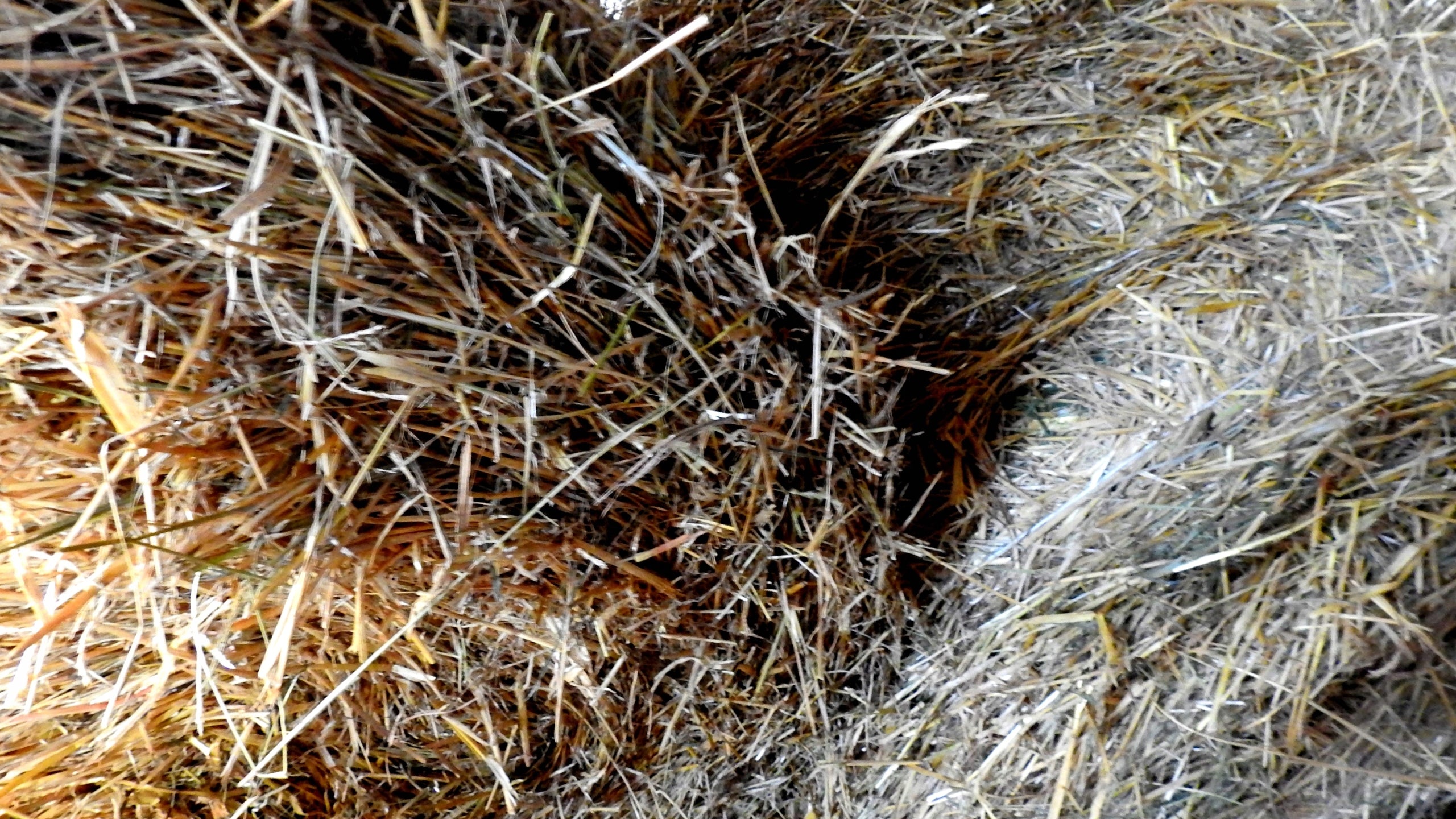 BARLEY STRAW -4 PCS NATURAL ANTIALGAE FOR POND MESH PACKED IN MESH
