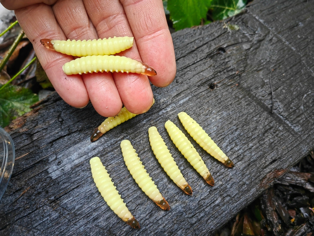 8 pcs Magic Baits Salo Larva 45 mm - 1,7 gr. killer for Trout Area Trouts Manufacturer code MAGICBAITS-045