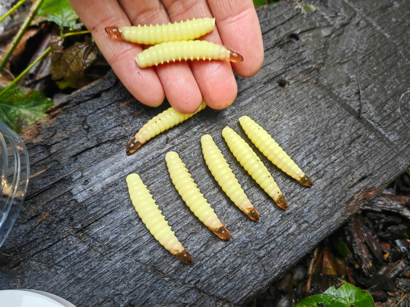 8 pcs Magic Baits Salo Larva 45 mm - 1,7 gr. killer for Trout Area Trouts