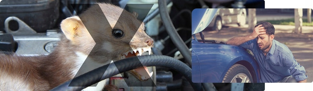 Automobilių graužikų atbaidymo priemonė KUN, saugi ir efektyvi