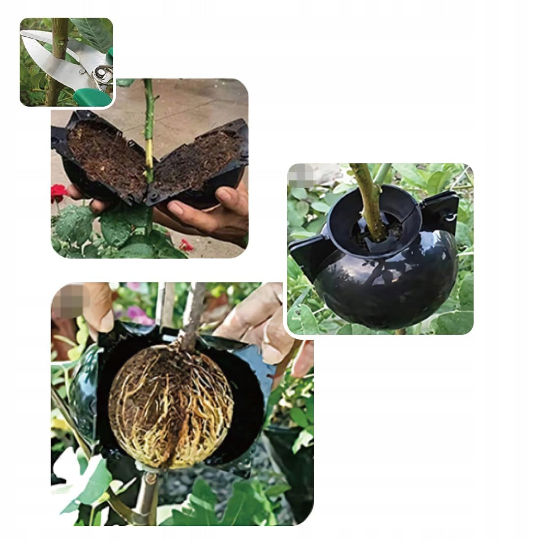 8CM BALLS FOR ROOTING SEEDINGS PROPAGATION OF SEEDINGS BALL NUCKS 10 pcs Manufacturer code Rooter 10szt