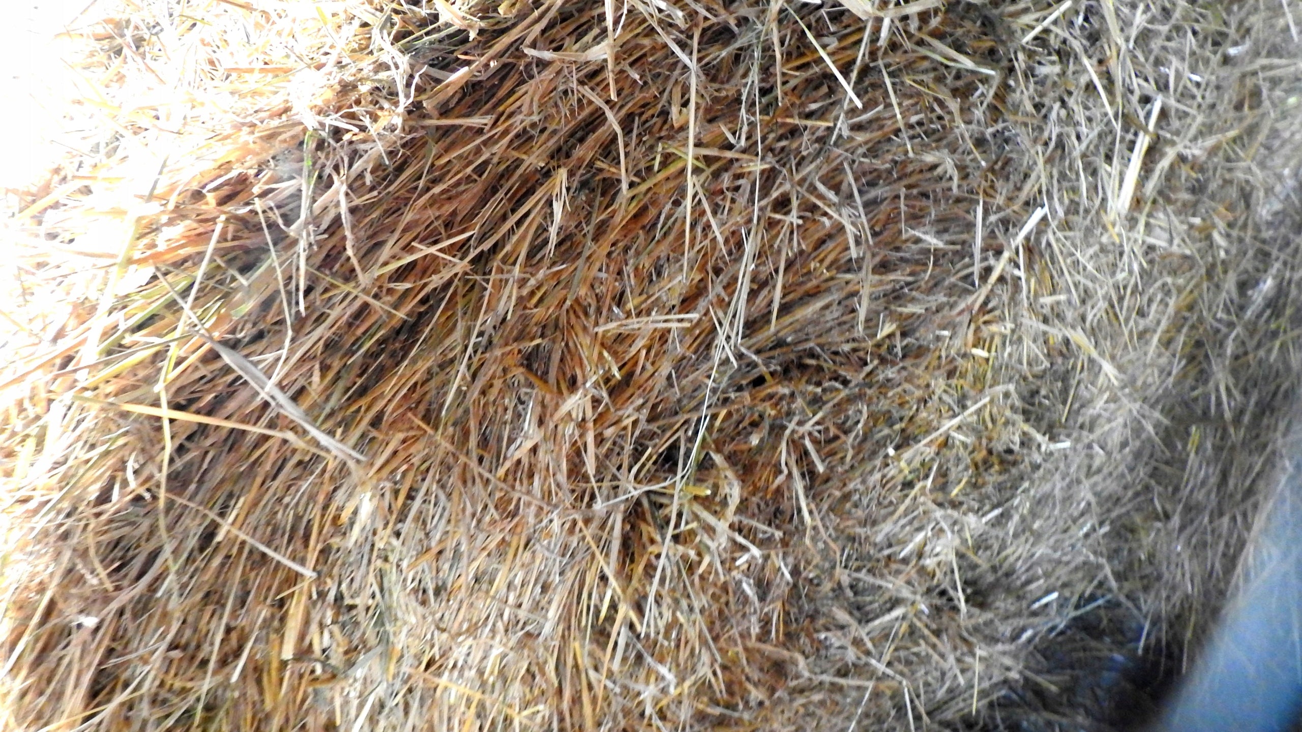 BARLEY STRAW -4 PCS NATURAL ANTIALGAE FOR POND MESH PACKED IN MESH