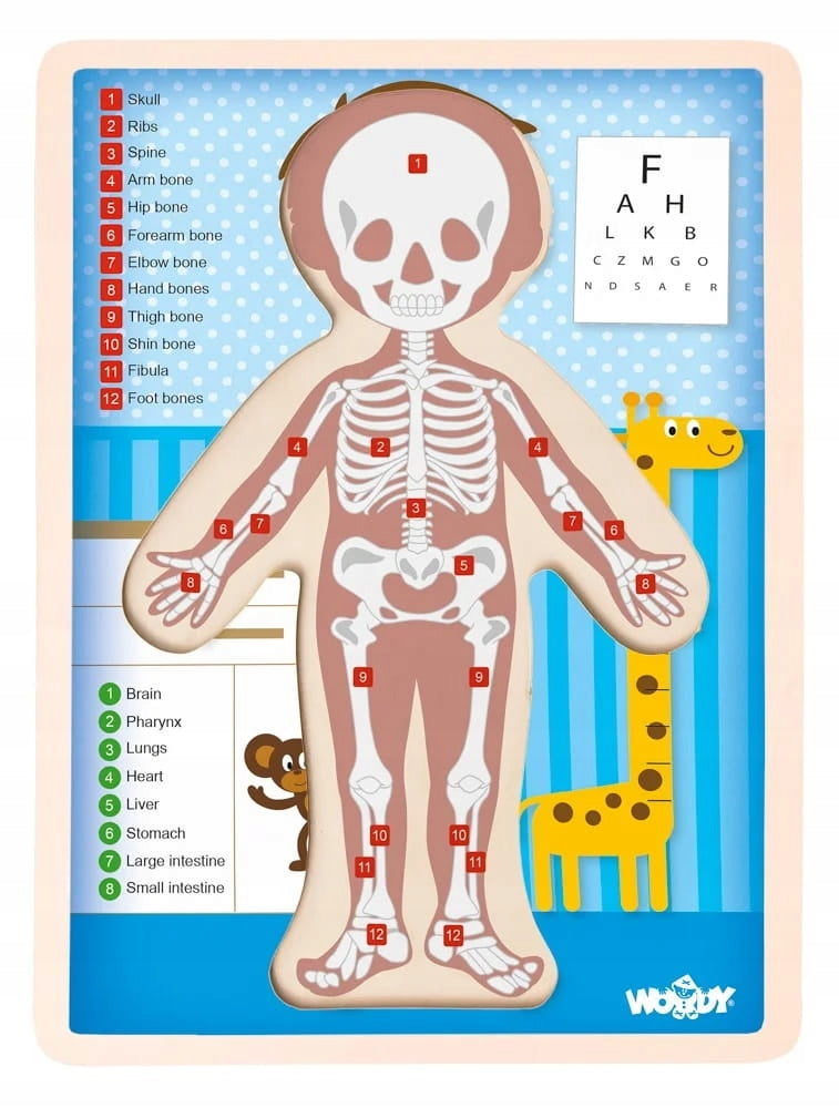 Lernpuzzle aus Holz Woody Boy / Menschlicher Körper (EN), 12 Teile 