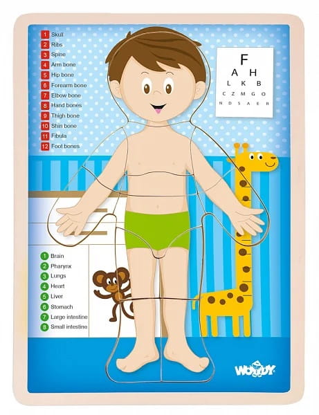 Lernpuzzle aus Holz Woody Boy / Menschlicher Körper (EN), 12 Teile 