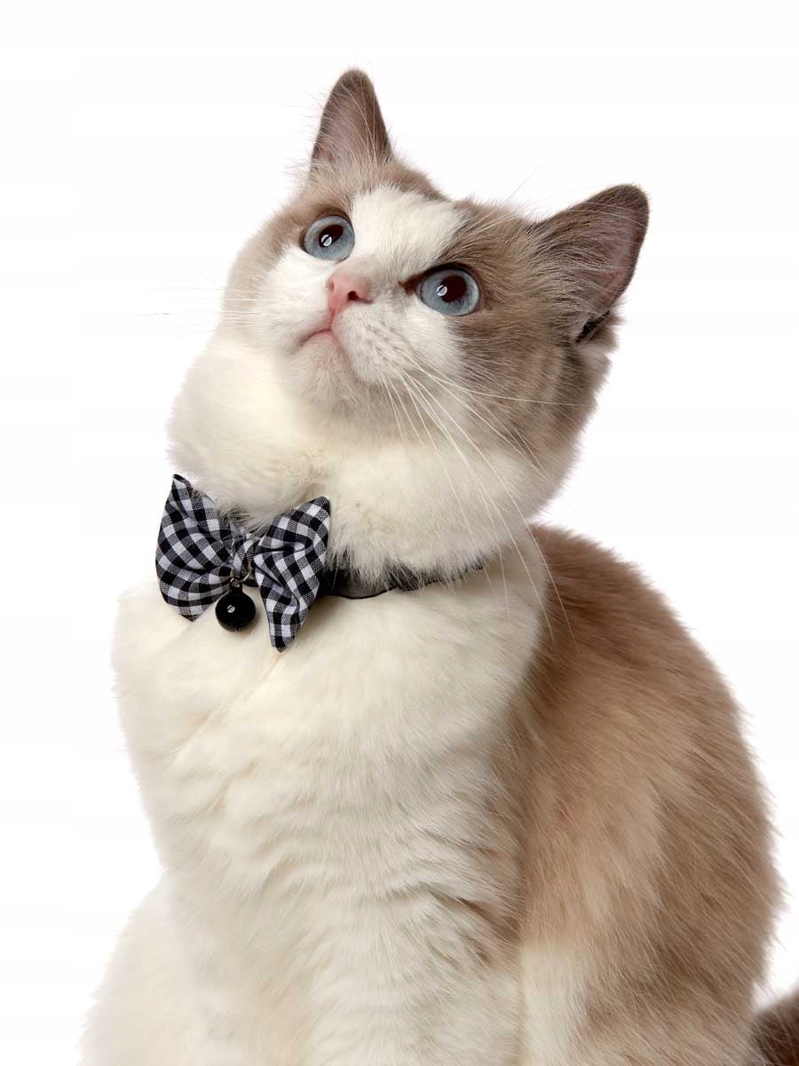 ADJUSTABLE CHOKER WITH BUTTONS FOR CAT - COMFORTABLE AND SAFE Color multicolor