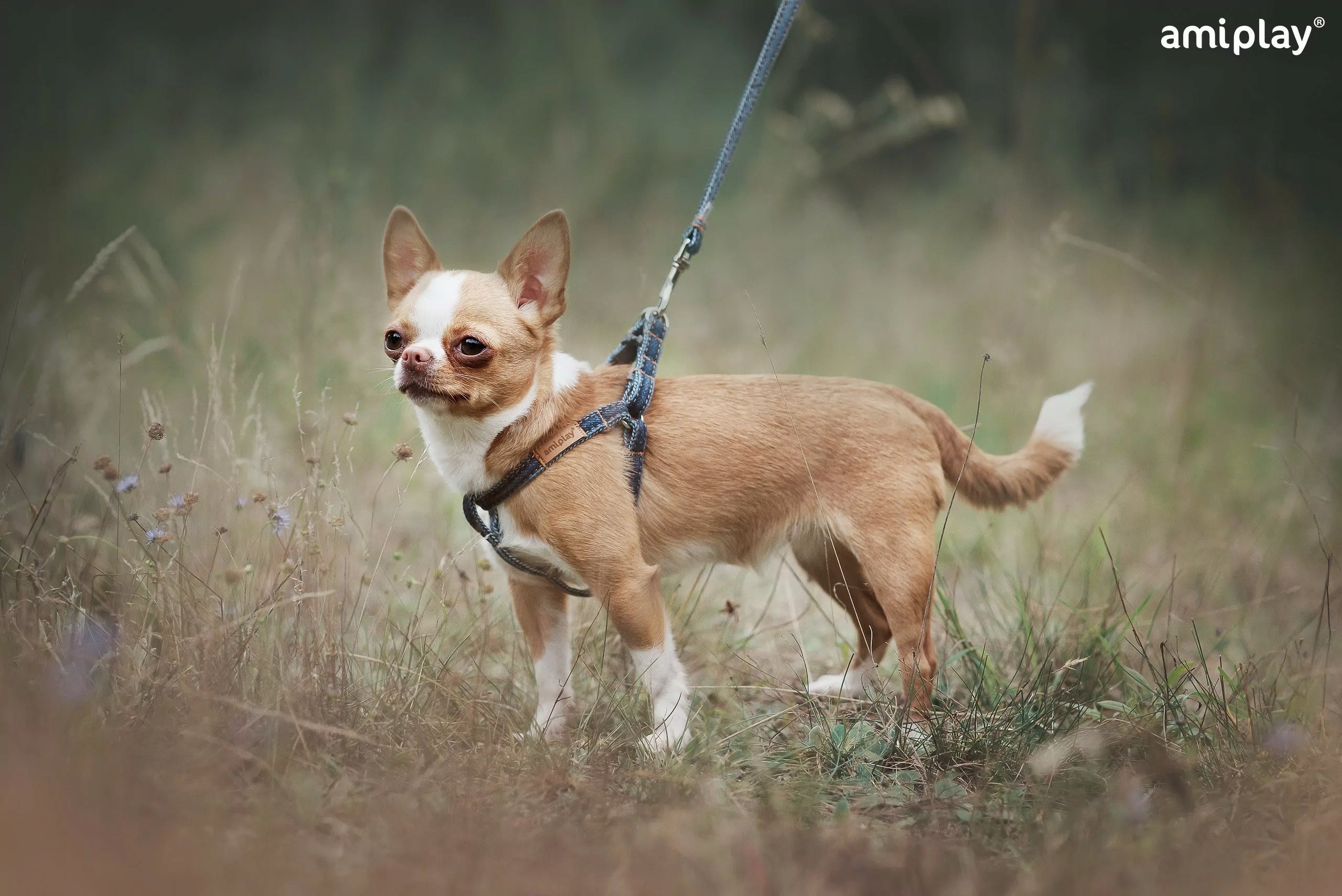 ADJUSTABLE HARNESS AMIPLAY DENIM L BLUE FOR DOG Color blue