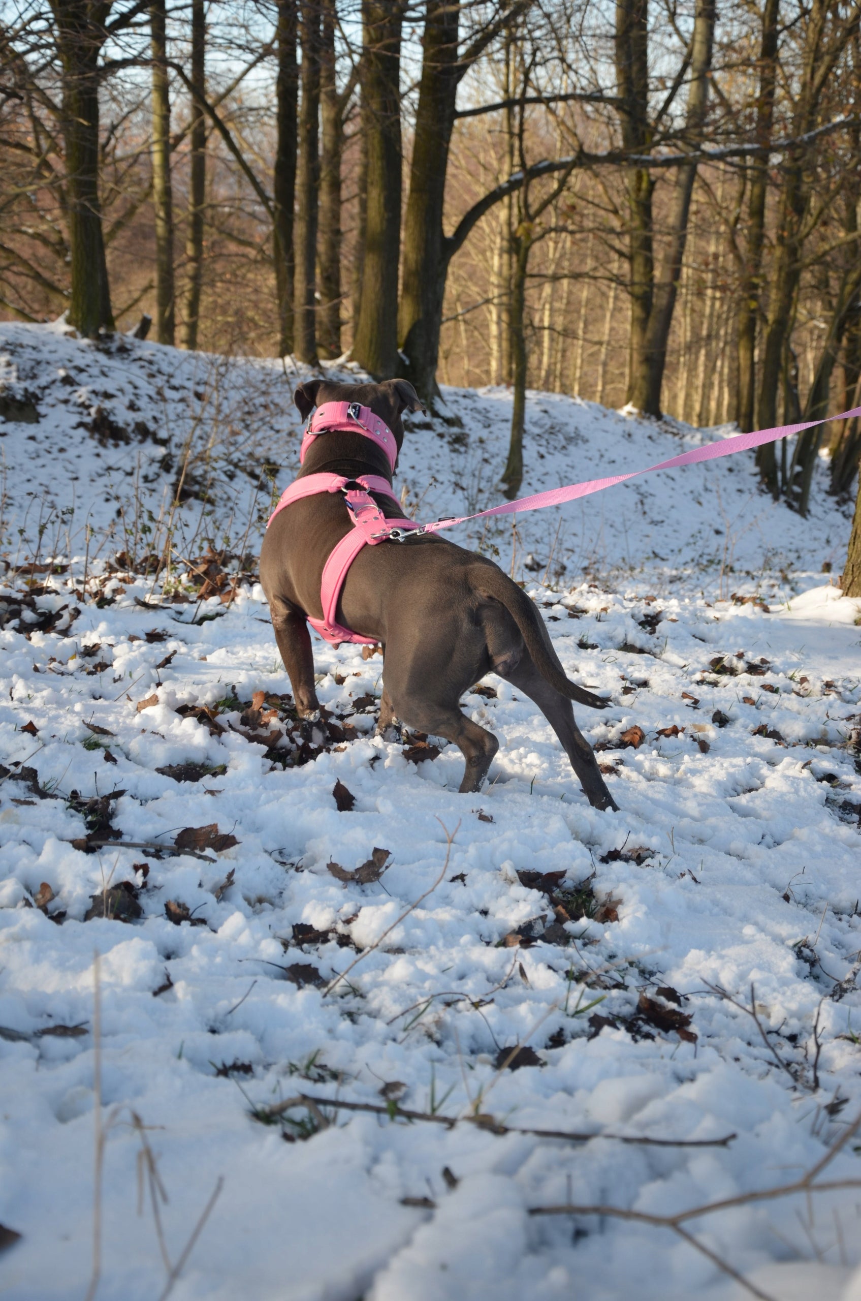 ADJUSTABLE HARNESS WITH FLEECE GUARD FOR BIG DOG ANY SIZE COLORS Brand no brand