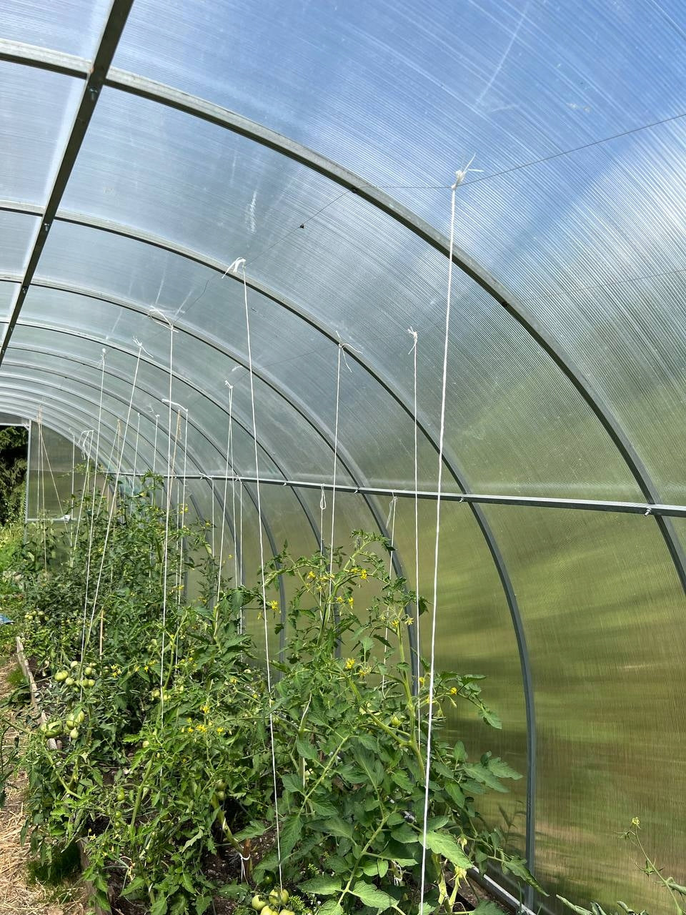 AGRONOM STRONG GREENHOUSE POLYCARBONATE 3x6m 4mm 20x20 Length 6.02 m