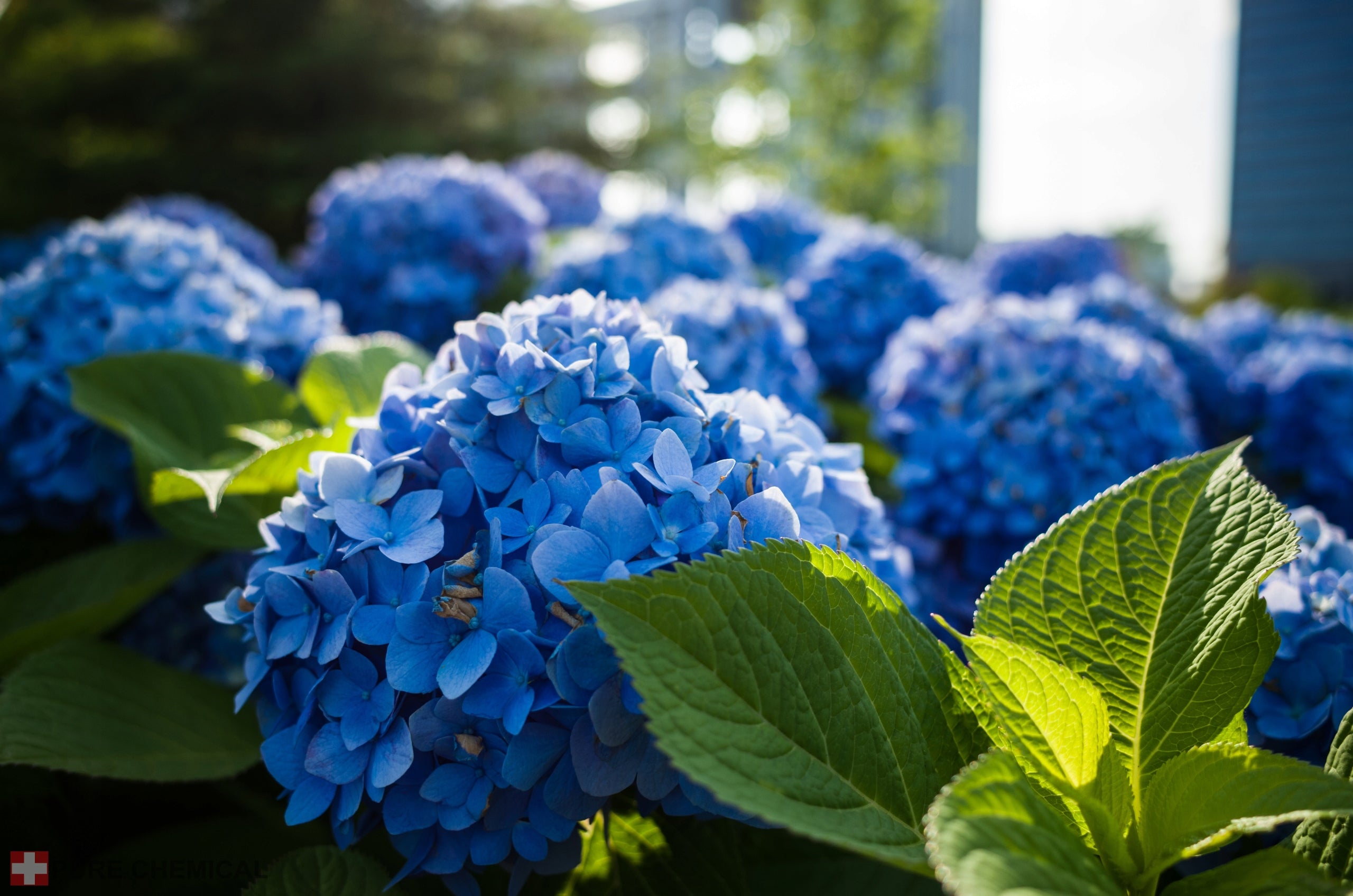 ALUMINIUM SULFATE PURE BLUE HYDRANGEA LOWERS pH 5kg Form powder