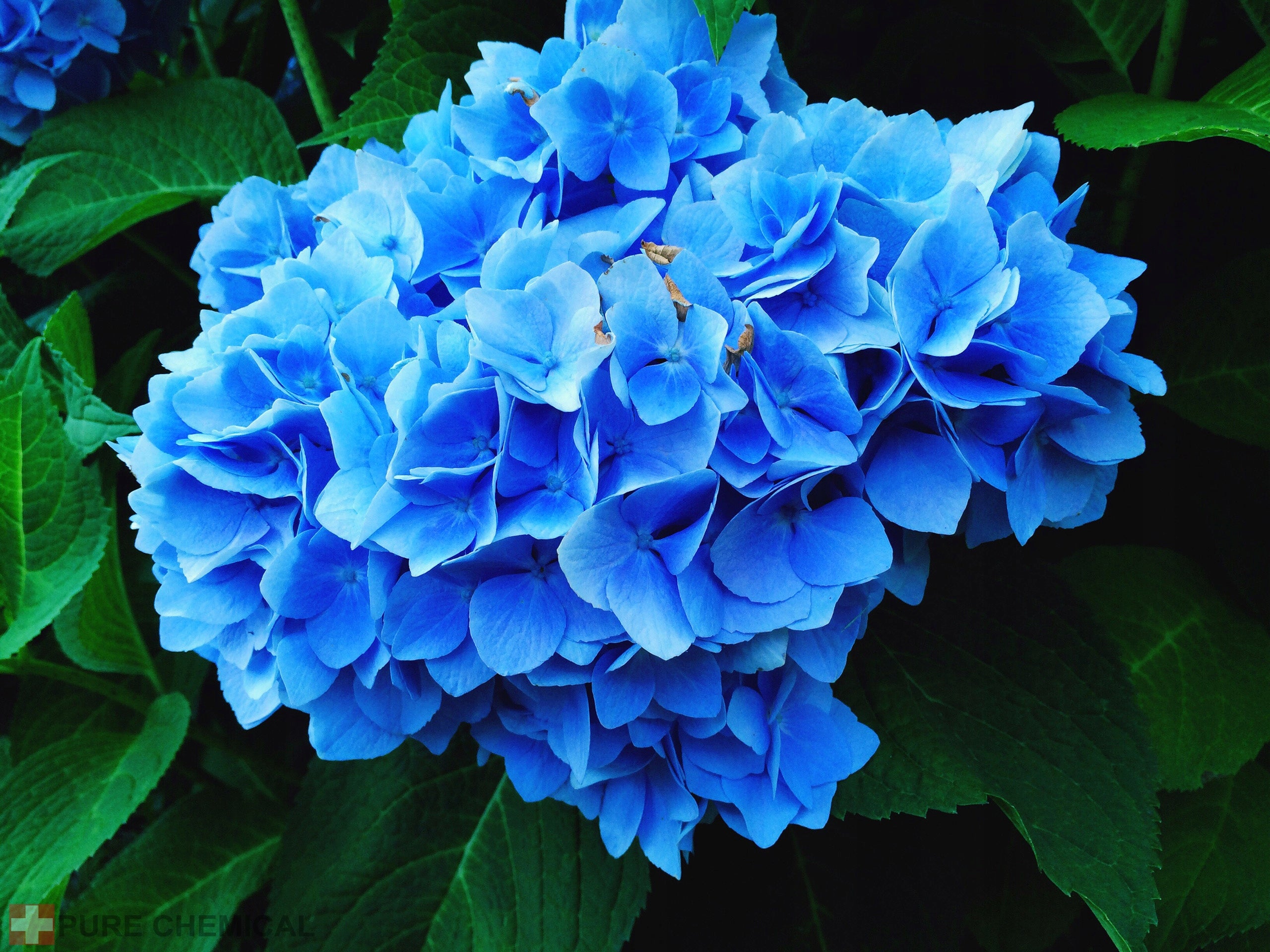 ALUMINIUM SULPHATE HYDRANGEA PURE 3KG FERTILIZER HYDRANGEAS PURE REDUCES PH EAN (GTIN) 5906466900579