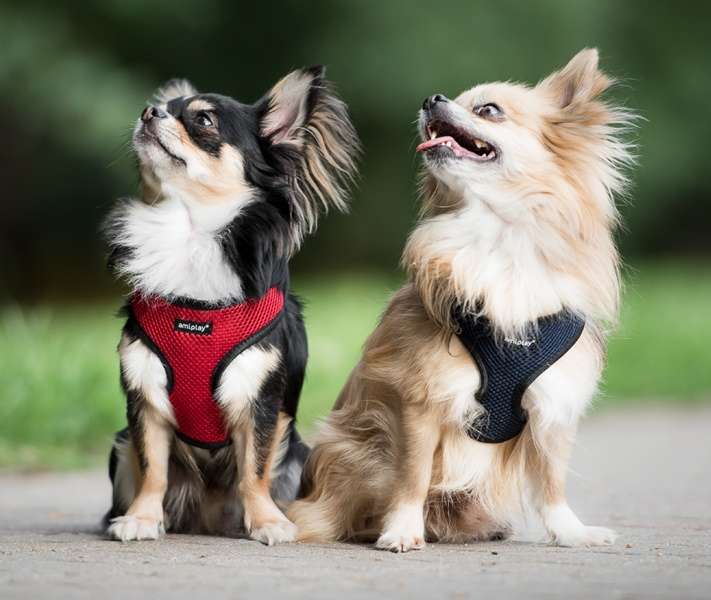 AMIPLAY Dog Harness Chihuahua York Pressure-Free Breathable XS Grey Kind walking harness