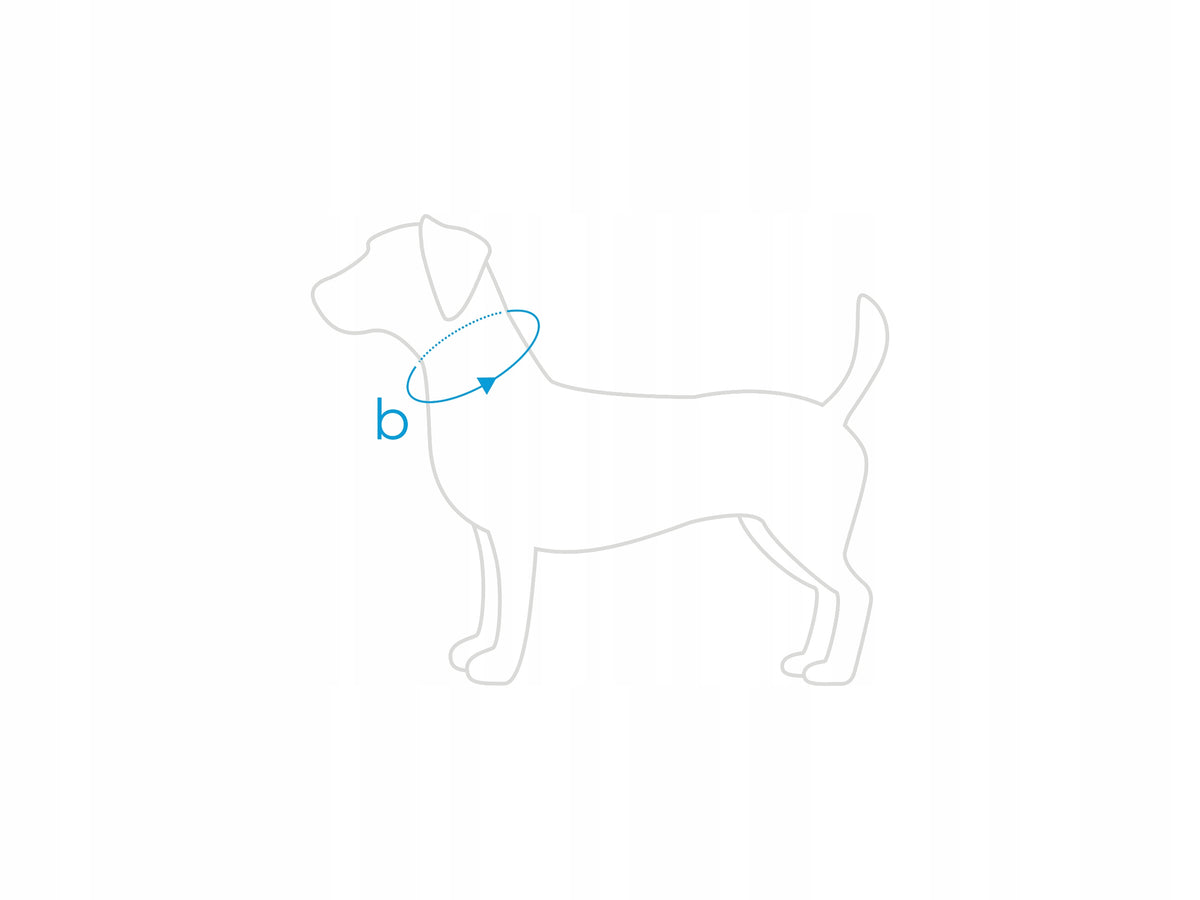 AMIPLAY Dog collar adjustable Roz S circumference 20-35 cm x 1,5cm GREEN Manufacturer code 5907563278332