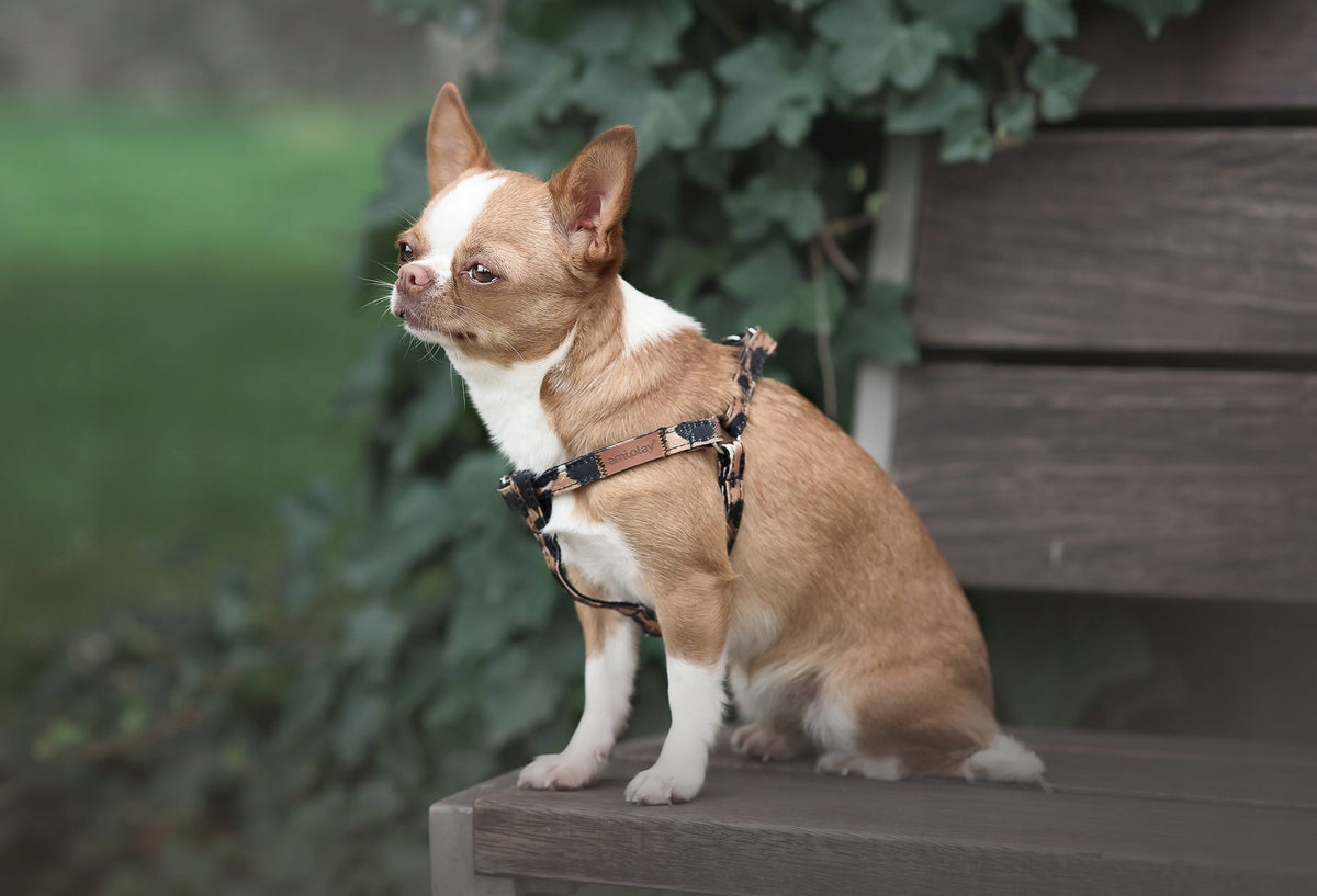 AMIPLAY Safari Adjustable Harness - Panther S Manufacturer code 5907563262676