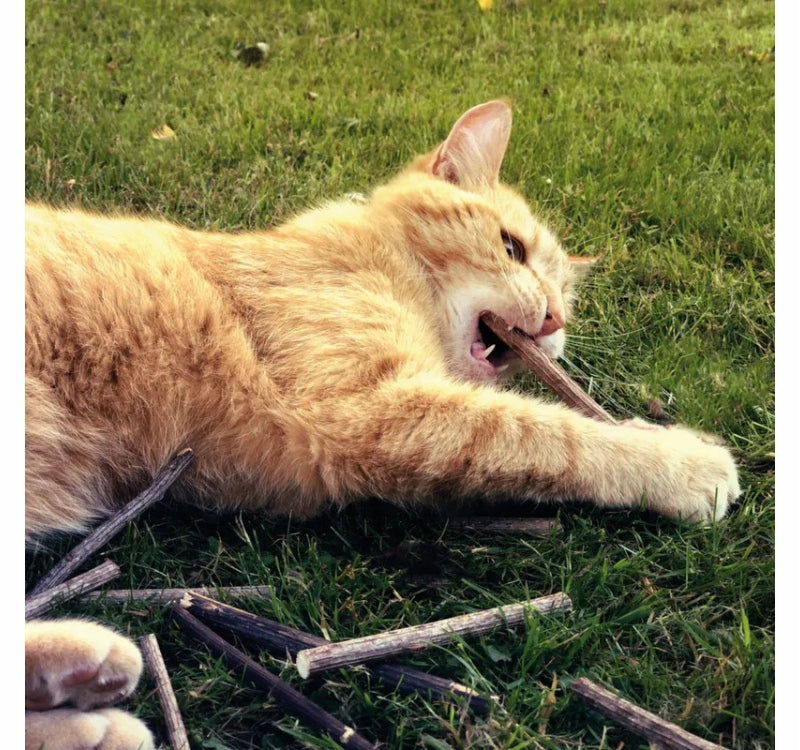 AUMÜLLER Sticks MATATABI teether toy cleans cat teeth twigs 10 pcs. Packaging status original