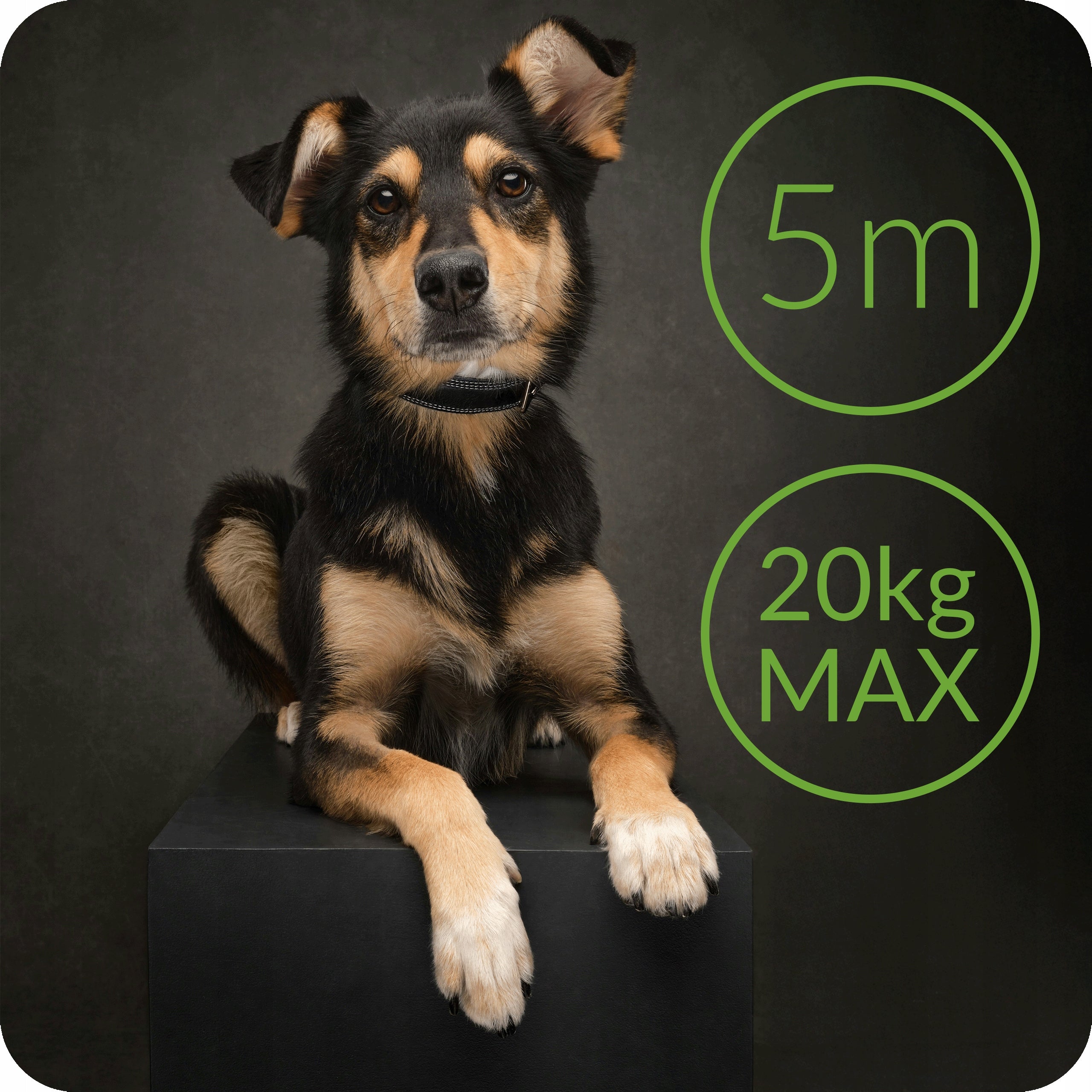 AUTOMATIC CAT DOG LEASH ROLLED 5m ROLLED STRONG WITH LOCK UP TO 20 KG Packaging status original