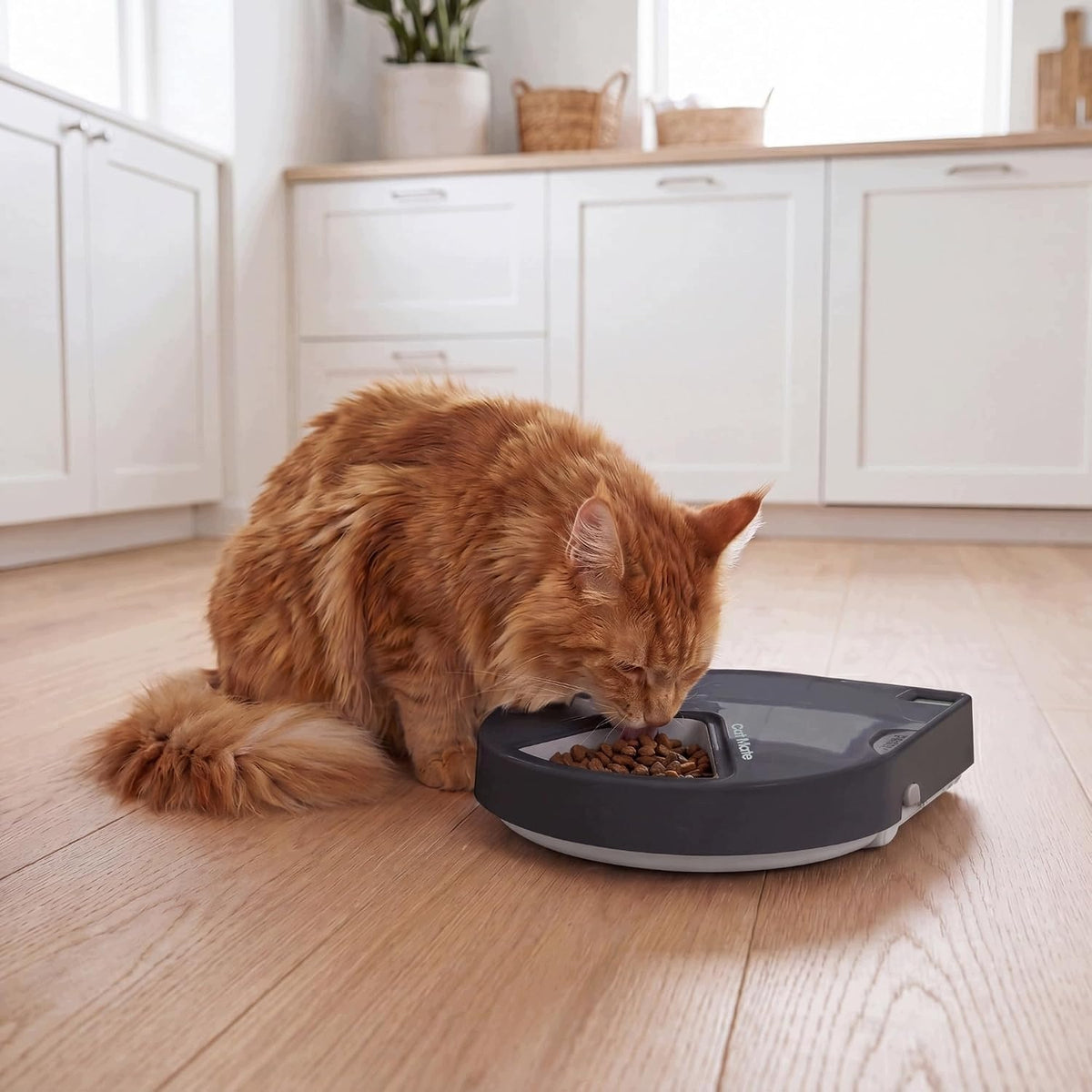 AUTOMATIC CAT FEEDER 5 MEALS STAINLESS STEEL TIMER Packaging status original