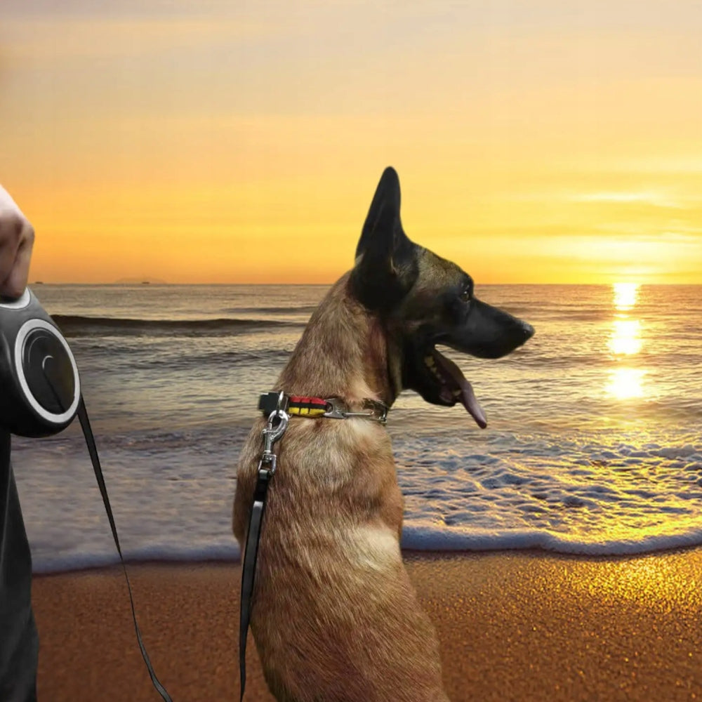 AUTOMATIC LEASH FOR DOG 5M LARGE SMALL WALKING STRONG LONG TAPE Maximum leash length 5 m