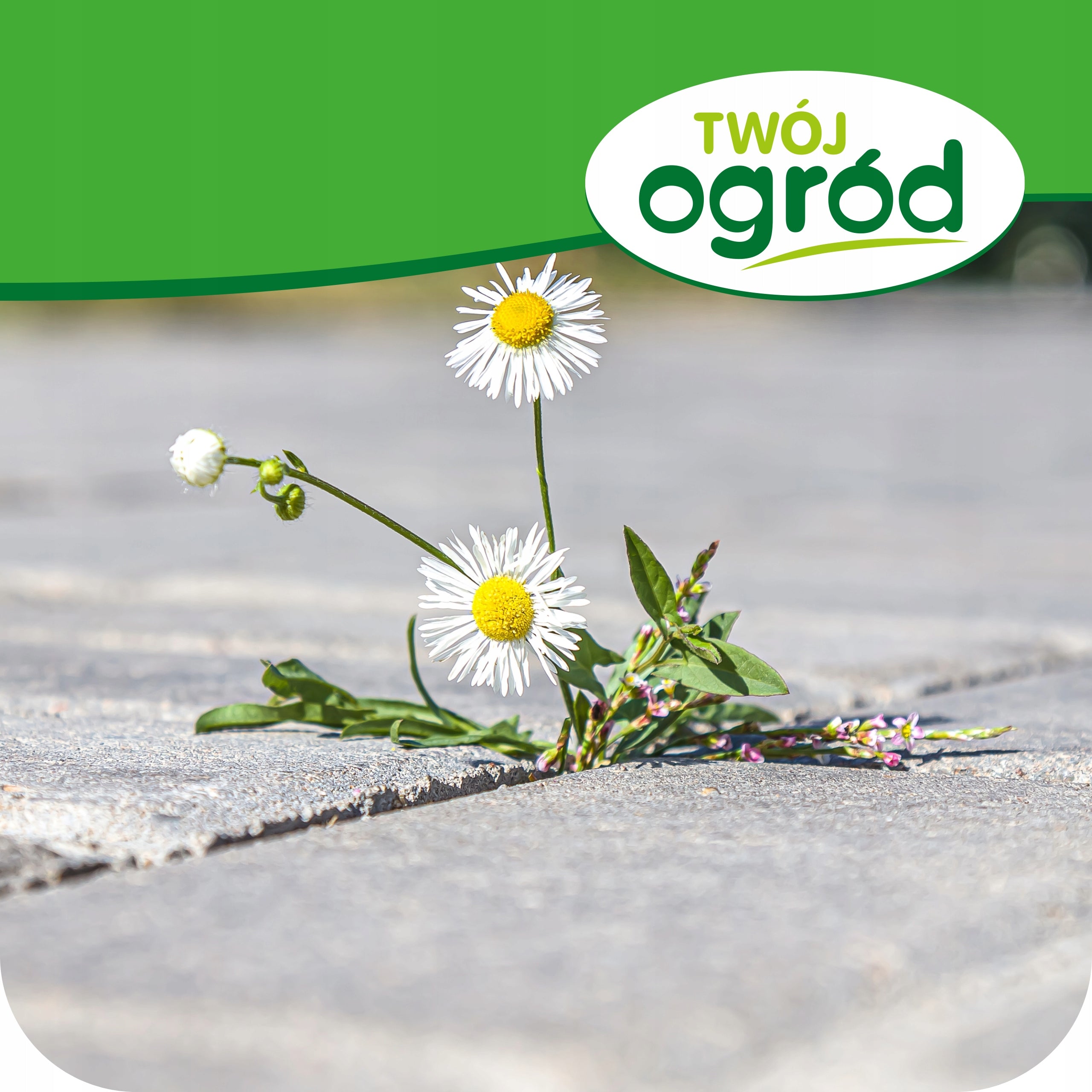 AVANS RTU WEED KILLER 1L FOR WEEDS FIGHTS AGAINST ROOTS Weight 1.1 kg