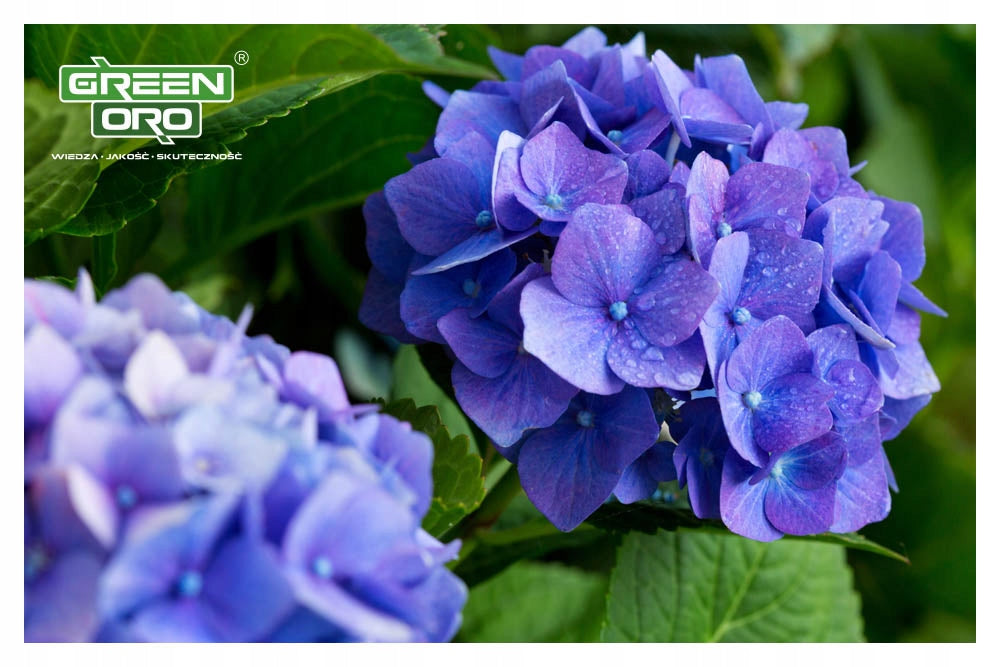 Acidifying Fertilizer for Blueberries Hydrangea Rhododendrons Summer Autumn 5kg Manufacturer code Nawóz zakwaszający do Hortensji Borówki RYUSA