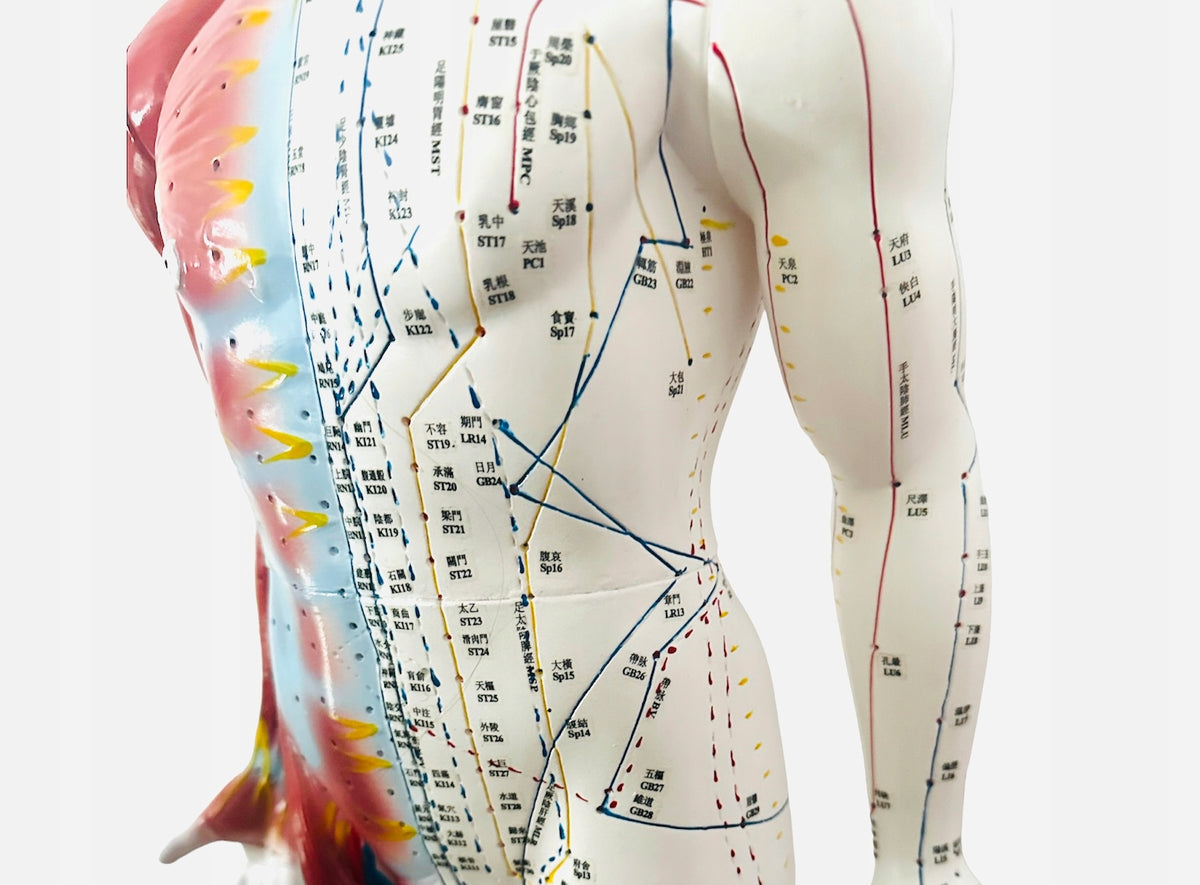 Acupuncture model with muscles 84 cm Brand no brand