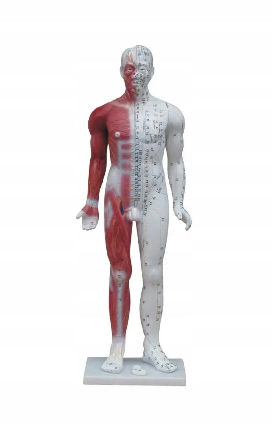 Acupuncture model with muscles 84 cm