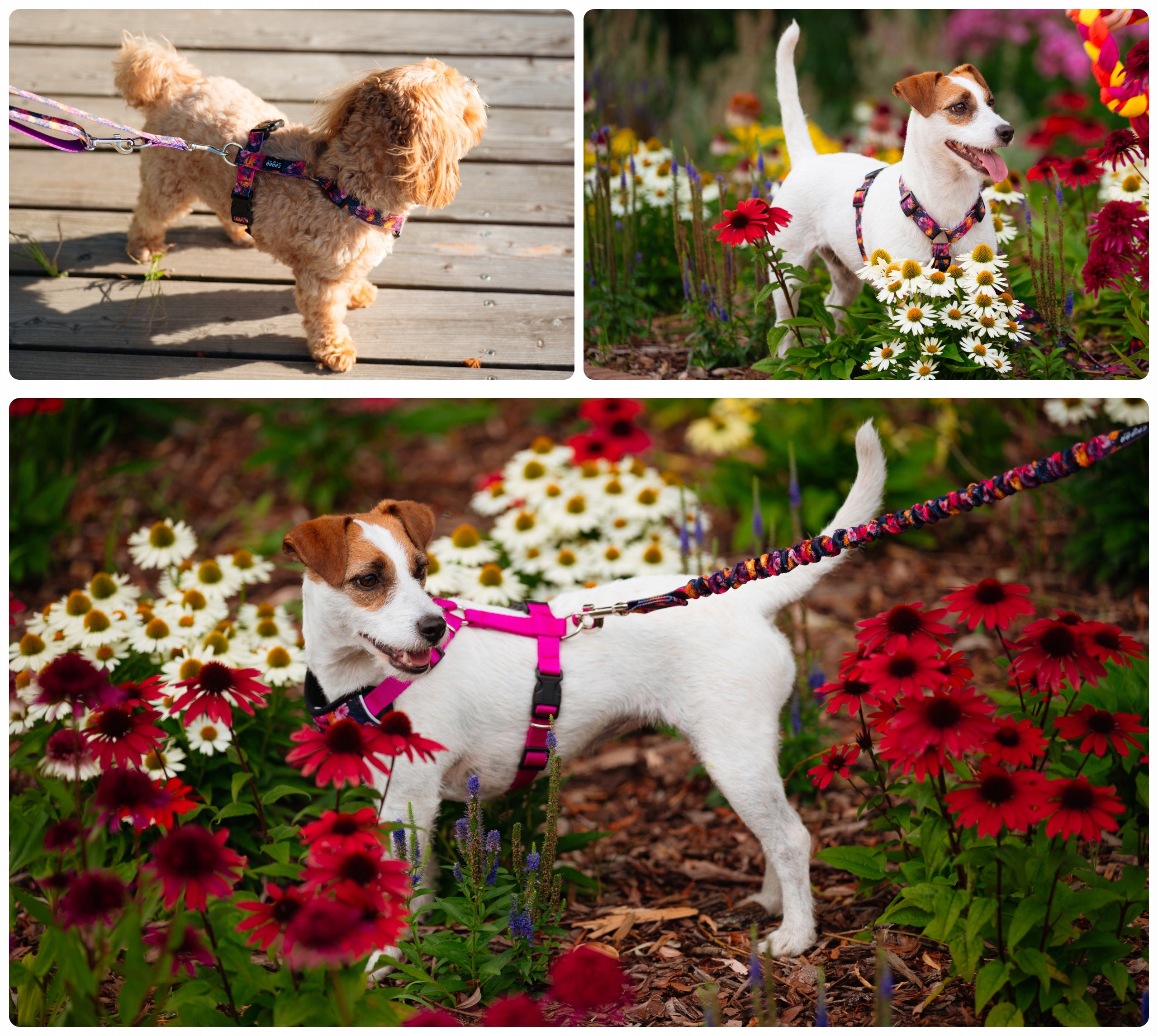 Adjustable Comfortable Guard Harness for Medium Dogs -Chaba Marigold Size M Size M