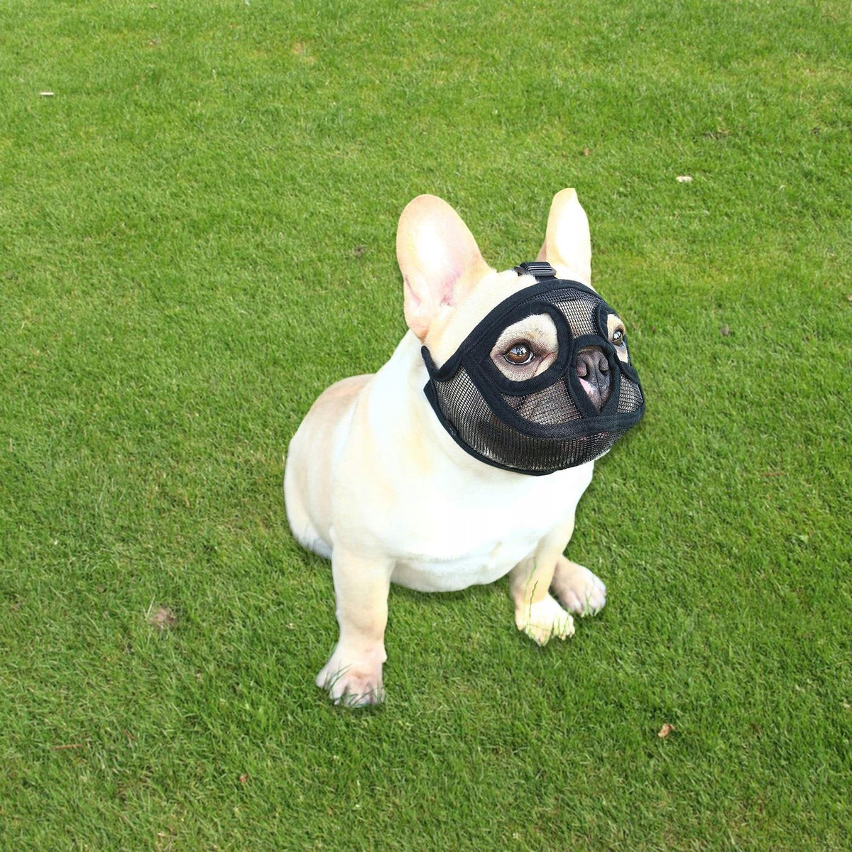 Adjustable Short Snout Dog Muzzle Dog Mask Grooming Tools Full Mesh Black M