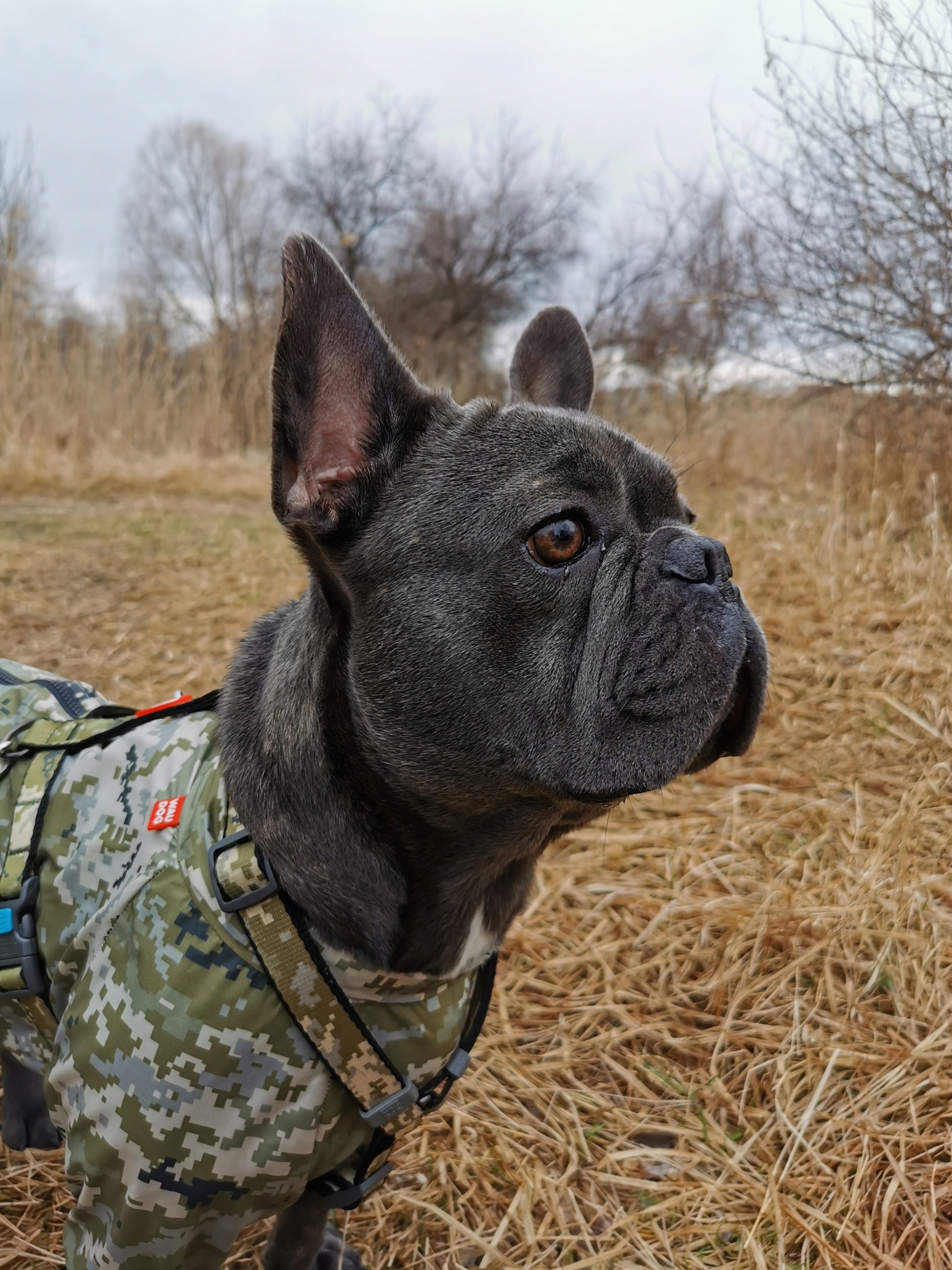 Anatomical dog harness + QR ADDRESS FREEBIE, Military drawing, r. L Size L