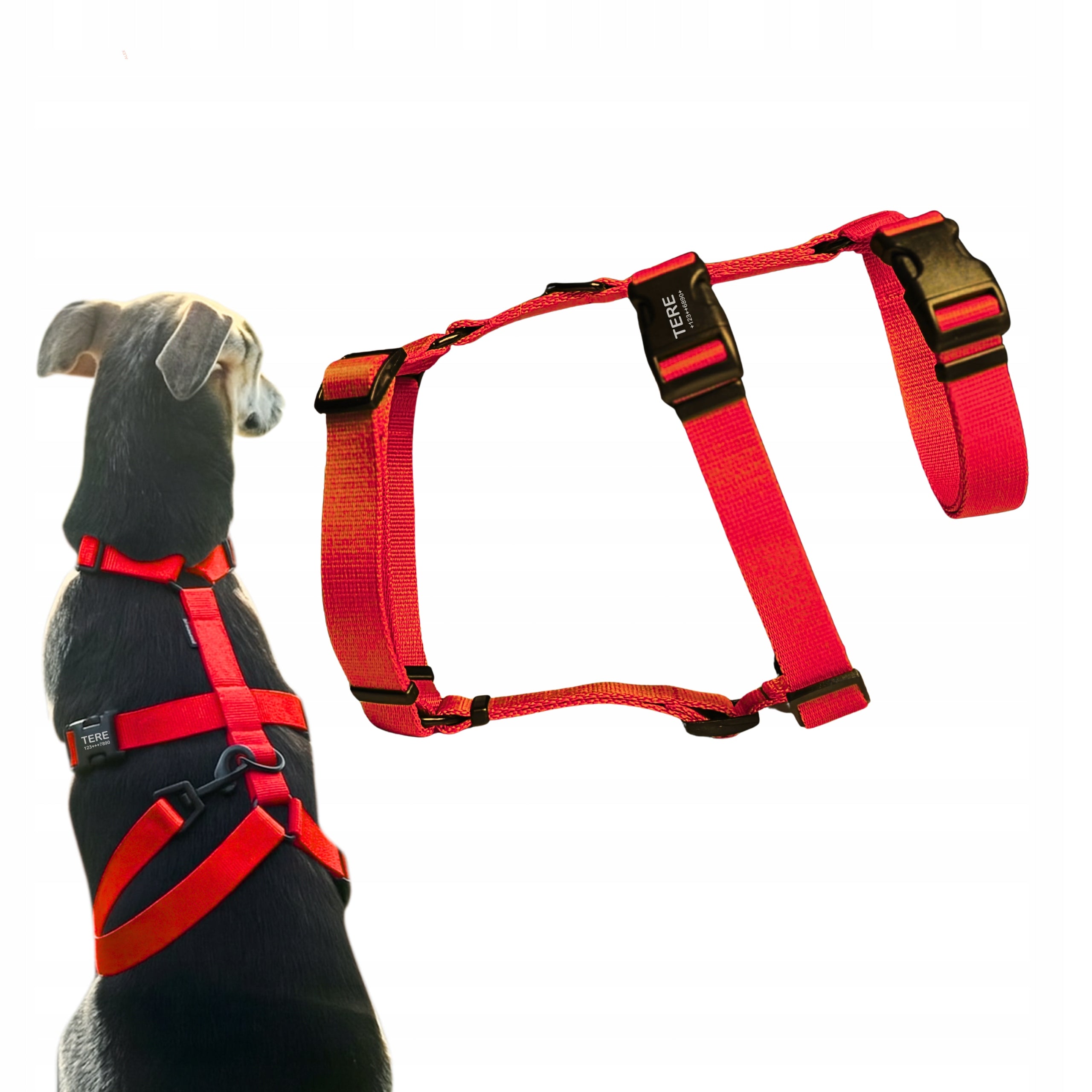 Anti-escape harness for fearful dog S/M with ADDRESS CARD on buckle -DRAPULA Manufacturer code 6647