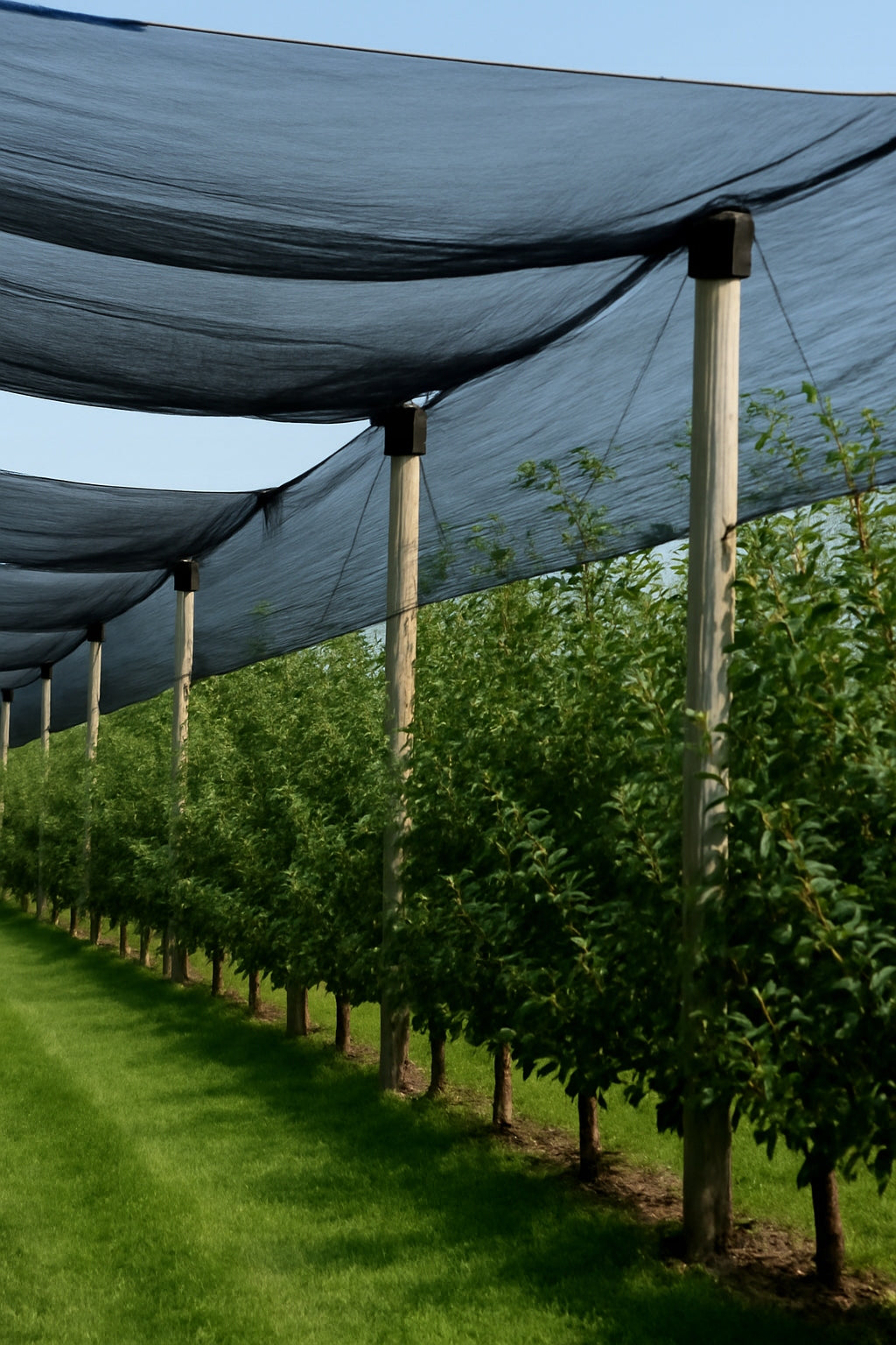 Anti-hail net GeoAura 55 3,5x6,0mm 3m wide x 5m long Manufacturer code GeoAura55/3