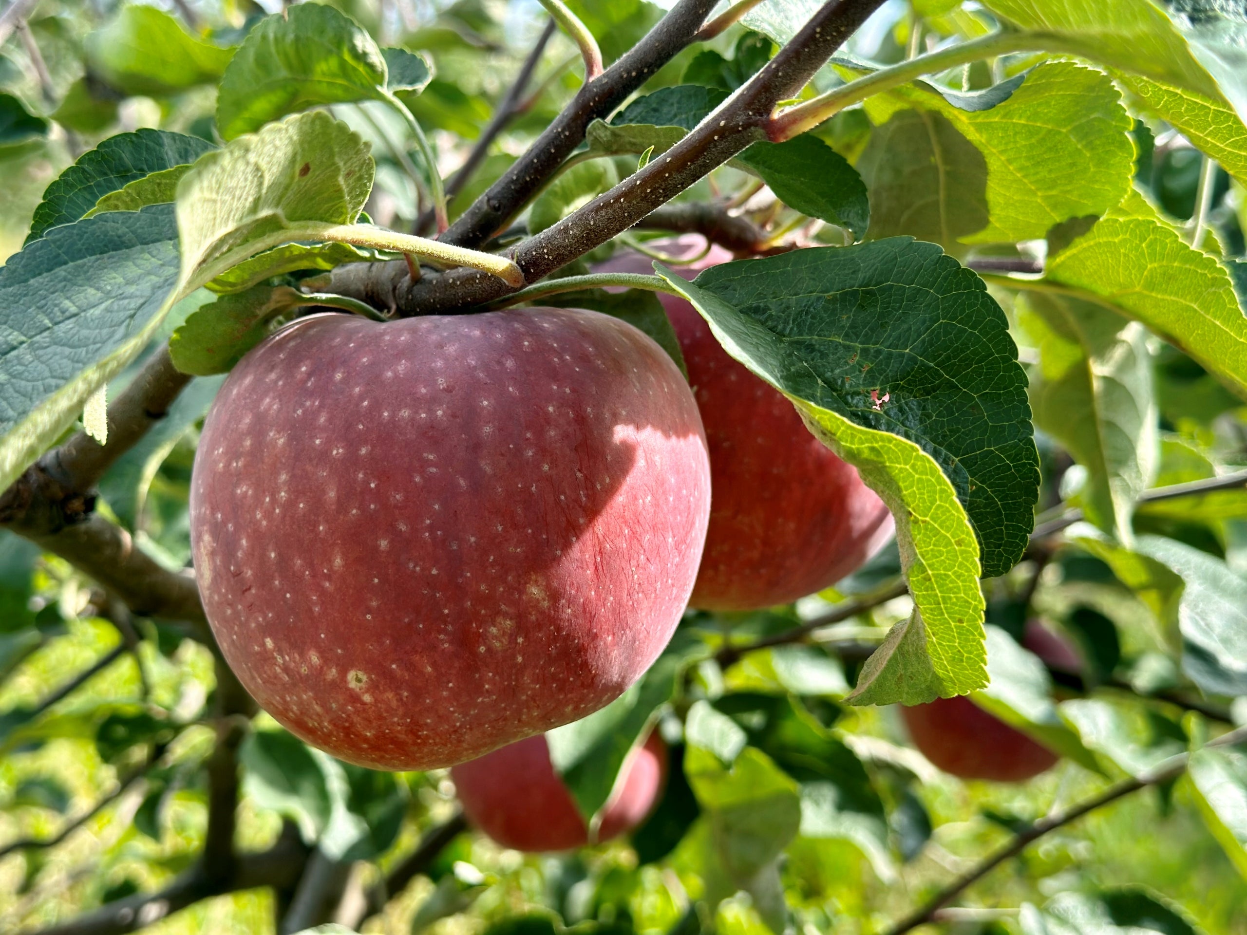Apple juice 100% 5L natural polish NFC apple with apples for health 100% Brand Sadvit