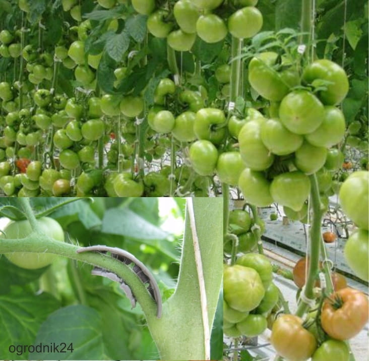 Arches for supporting tomato grapes 50pcs Color white