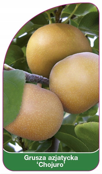 Asian pear 'Chojuro' nursery labels