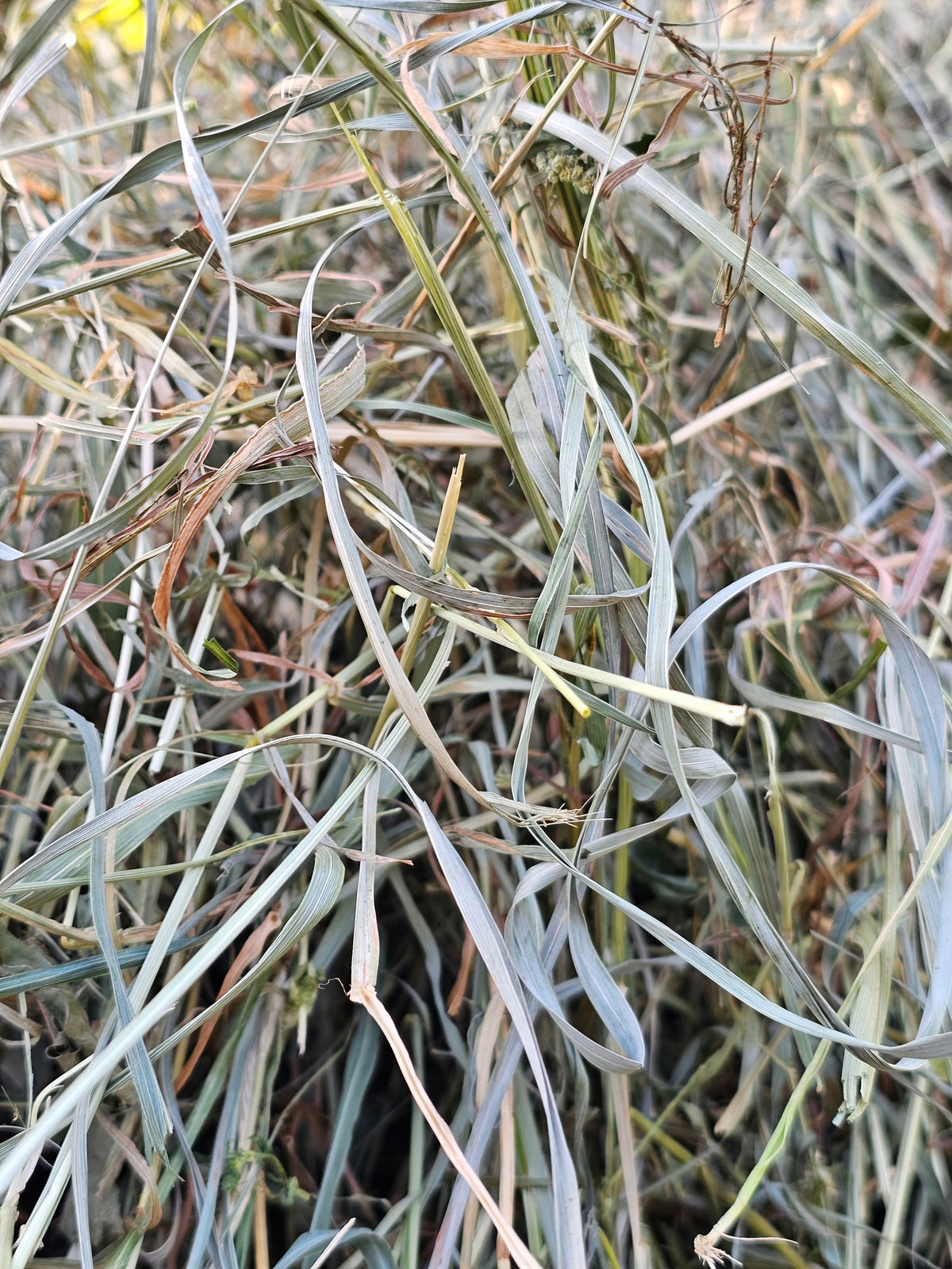 August meadow hay - second swath for rabbit - 2 kg Manufacturer code Folwark Okopy
