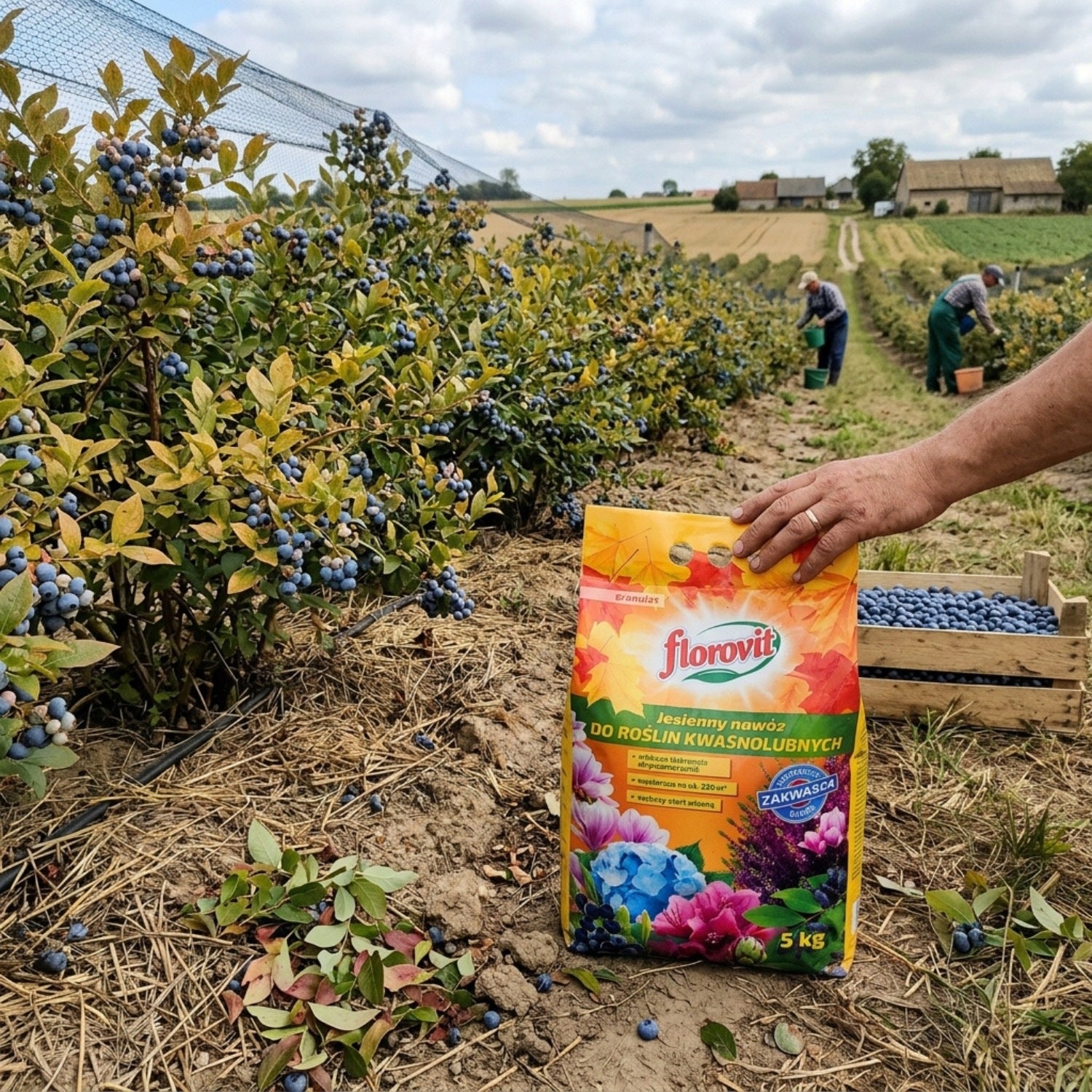 Autumn FERTILIZER for Acid-loving plants of heather blueberries FLOROVIT 5 kg Manufacturer Florovit