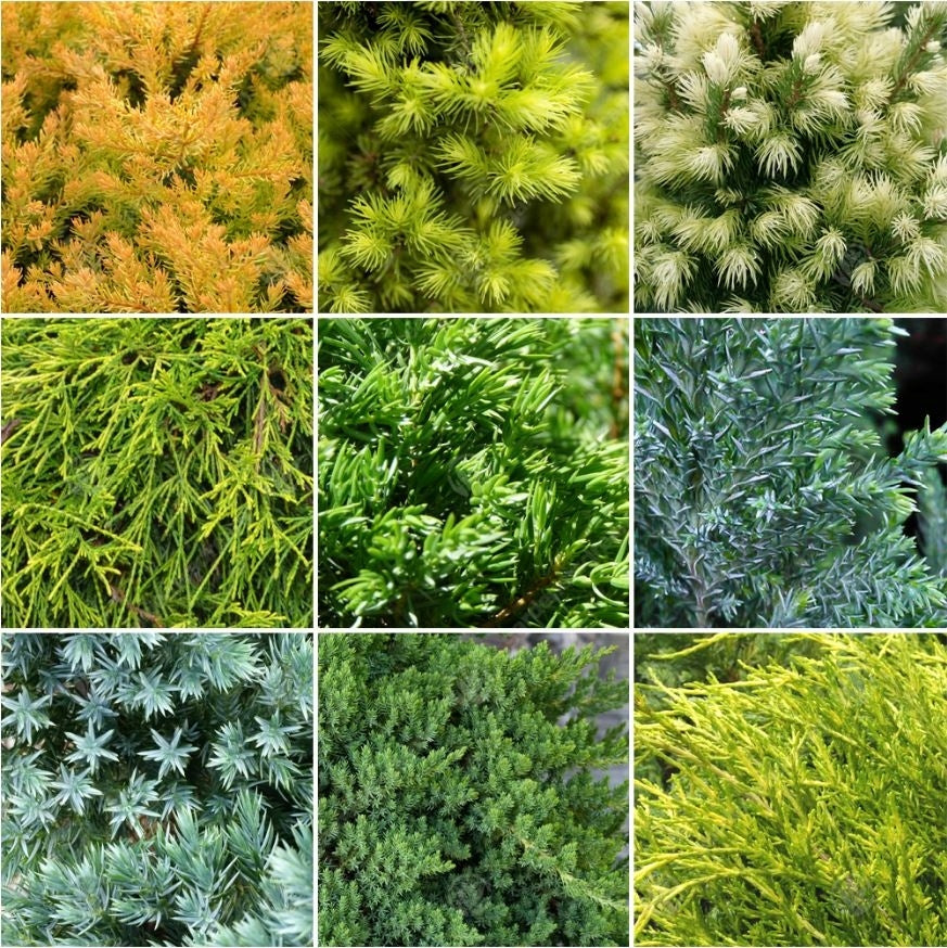 Autumn Fertilizer Under Conifers Tuje Garden 2001 5 kg Siarkopol Manufacturer Siarkopol