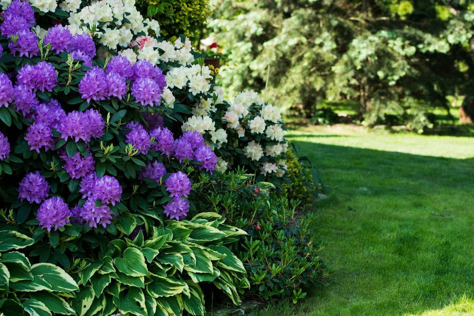 Autumn Fertilizer for Hydrangea Magnolia Rhododendrons WITHOUT NITROGEN 5kg ACID AKI Manufacturer code Nawóz Jesienny do Hortensji Rododendronów