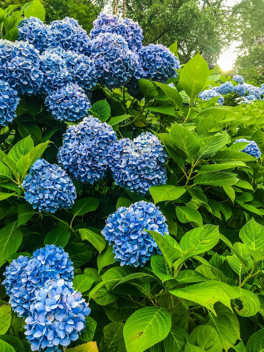 Autumn Fertilizer for Hydrangea Magnolia Rhododendrons WITHOUT NITROGEN 5kg ACID AKI Packaging status original
