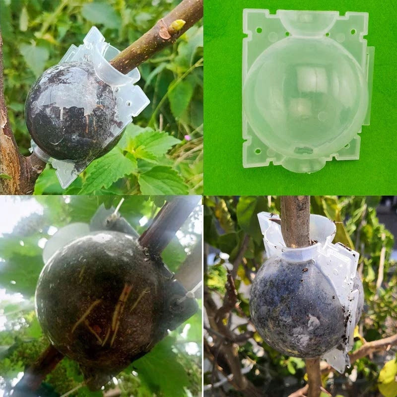 BALLS FOR ROOTING ROSES AND PROPAGATION OF SEEDINGS BALL AIR NECKS 5 pcs EAN (GTIN) 4027839004500
