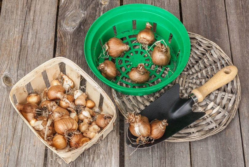 BASKET OSLONKA FOR ONIONS bulbs for soot 20c 10pcs Maximum width 20 cm