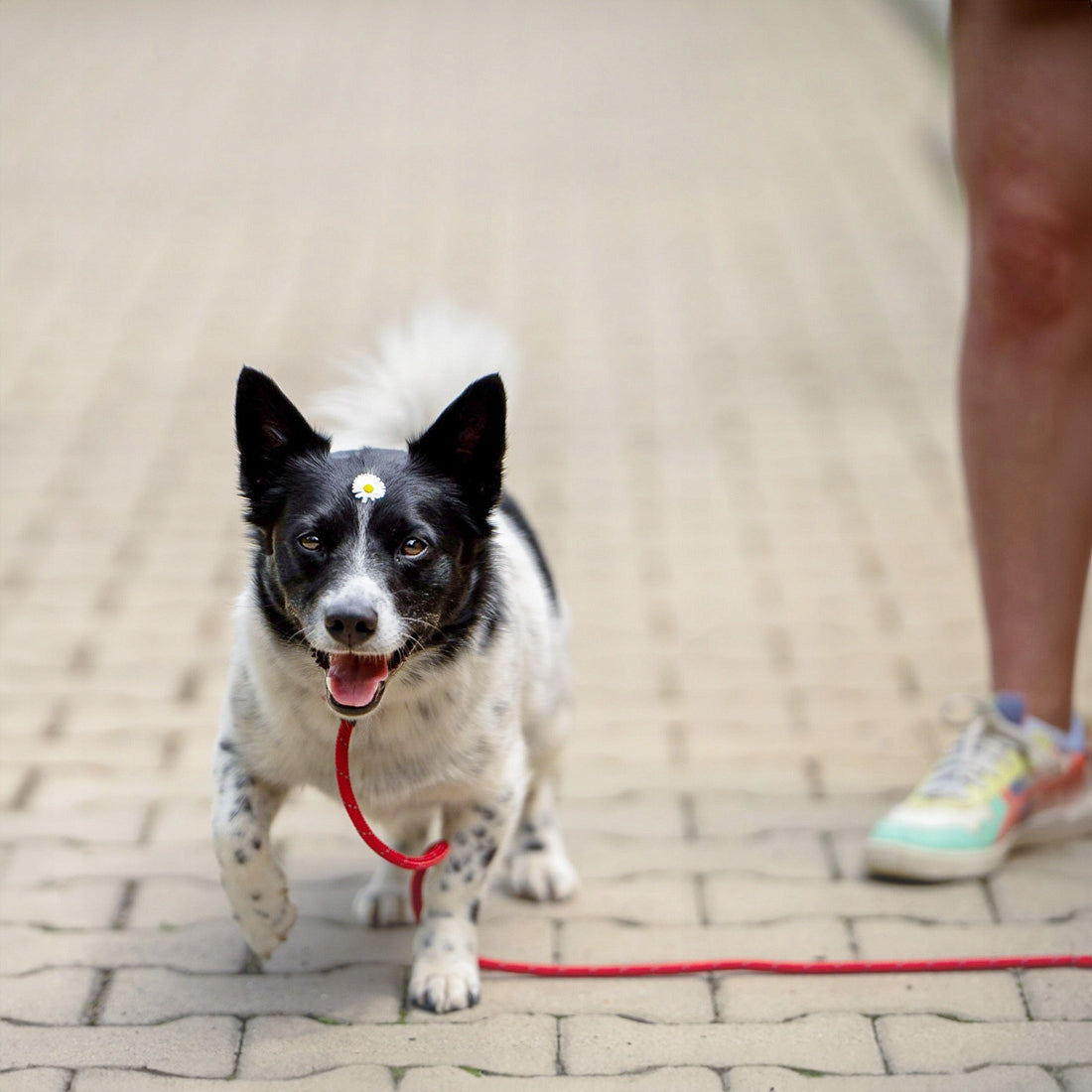 BEHAVIORAL LEASH FOR DOG WITH ANTI-PRESSURE LOCK RAGI 2,2 m, ø 12 mm Additional features with a locking clasp