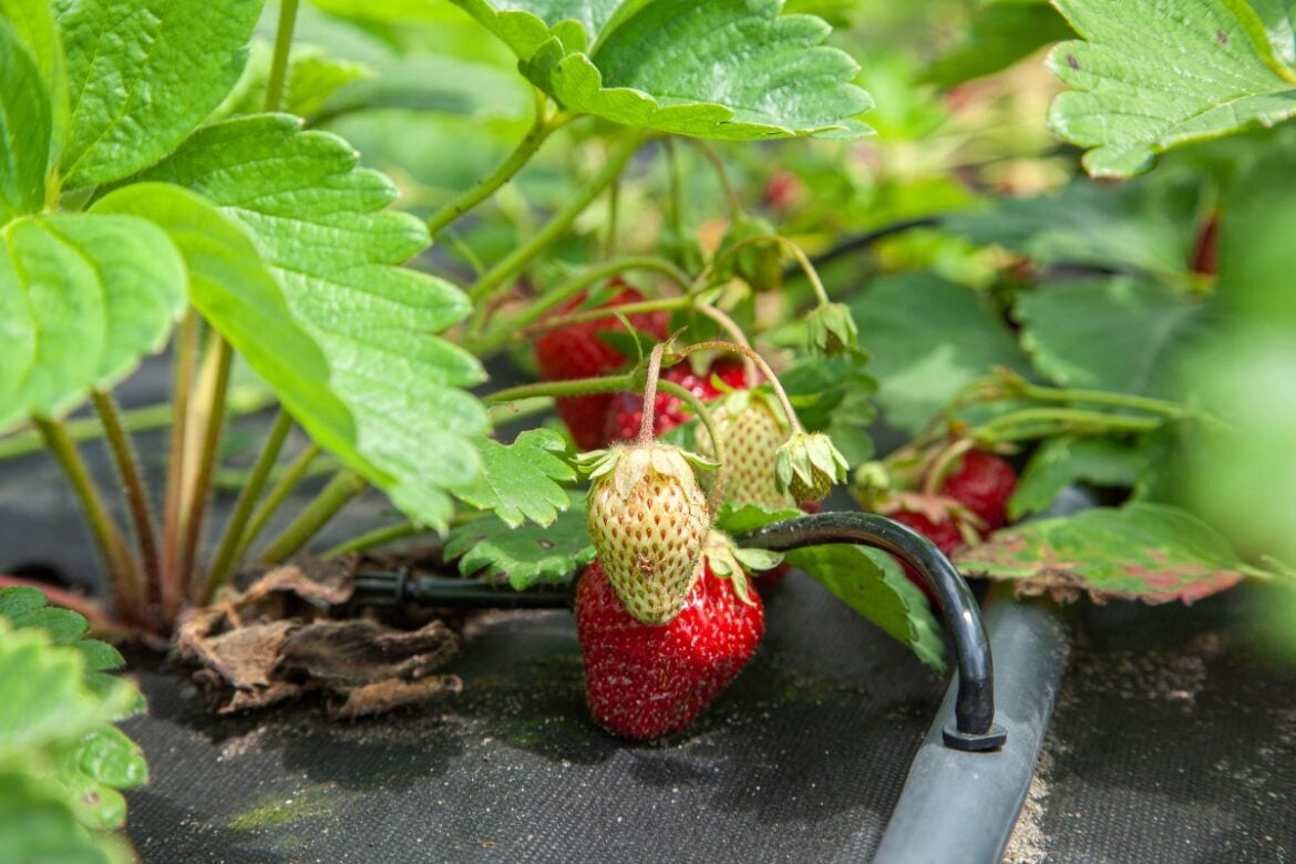 BETOXON 50ml POLLINATION TOMATO BINDING STRAWBERRIES BETOXON Form liquid