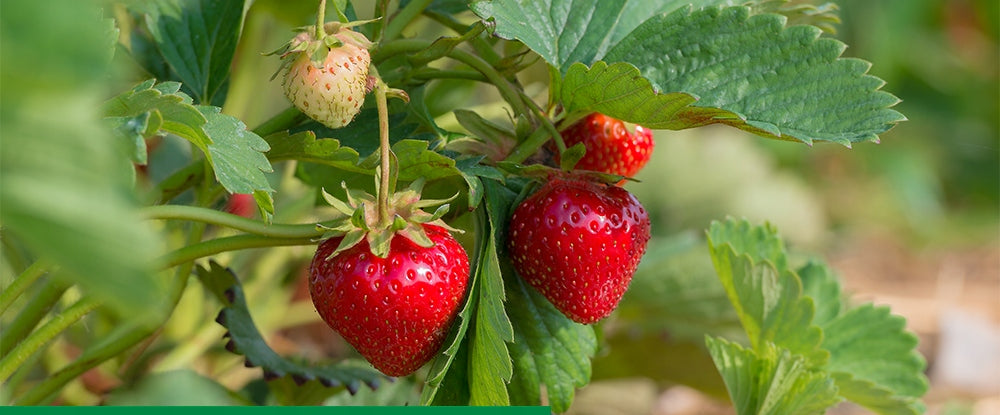 BETOXONE AL AGROPAK 750ML FERTILIZER FOR POLLINATING STRAWBERRY TOMATO FRUIT Weight 0.8 kg